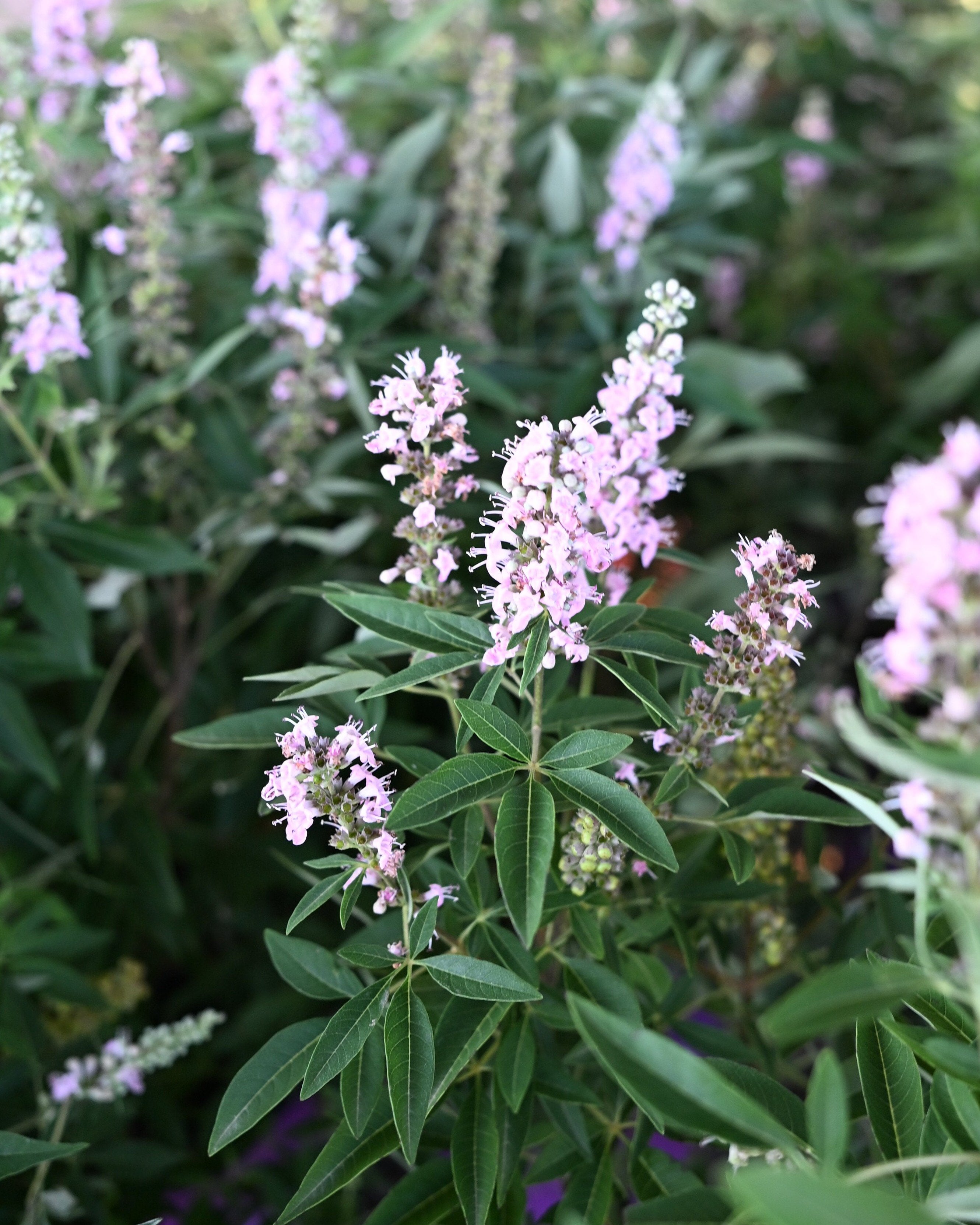 Vitex Flip Side | Order Online | Treeland Nursery