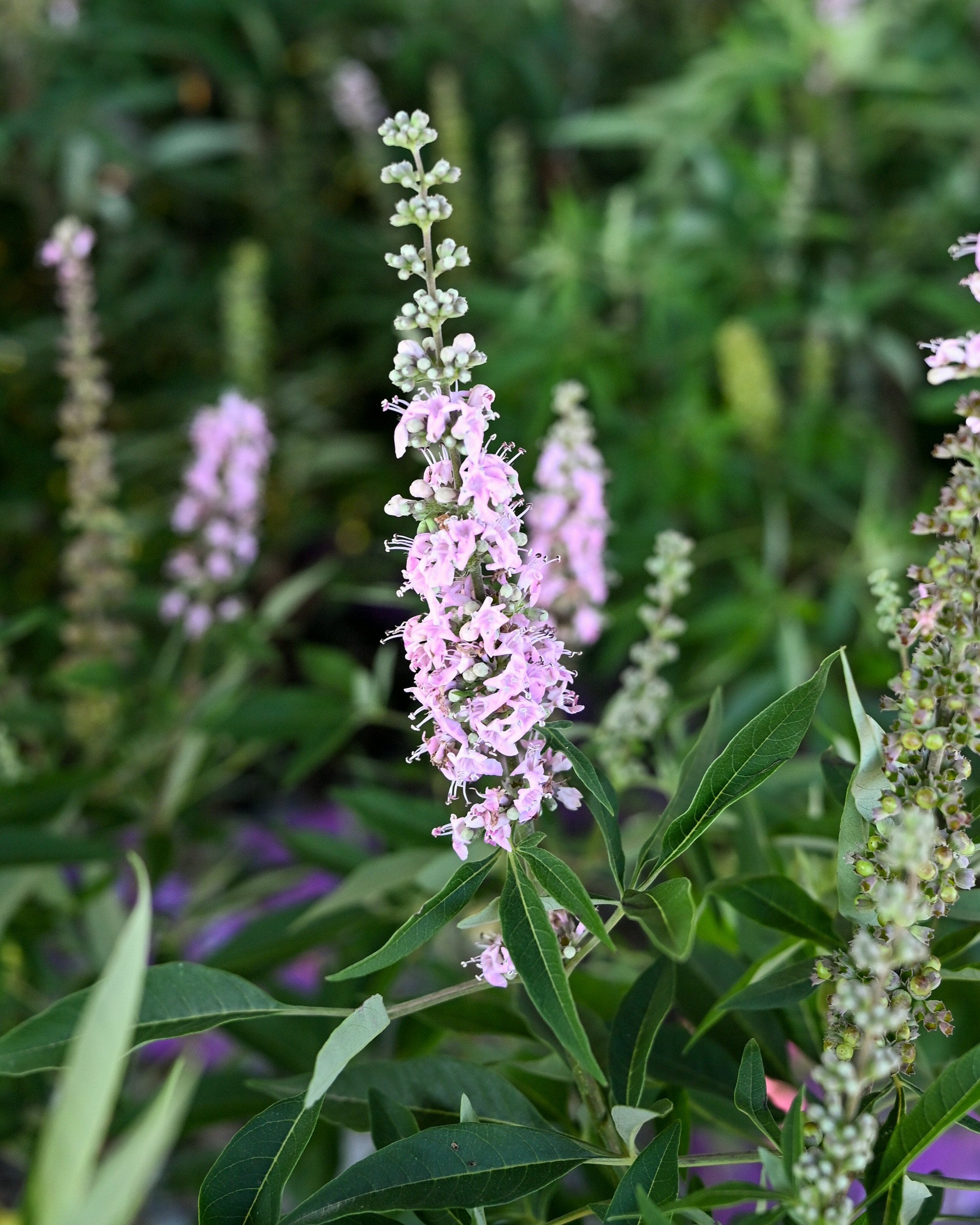 Vitex Flip Side | Order Online | Treeland Nursery