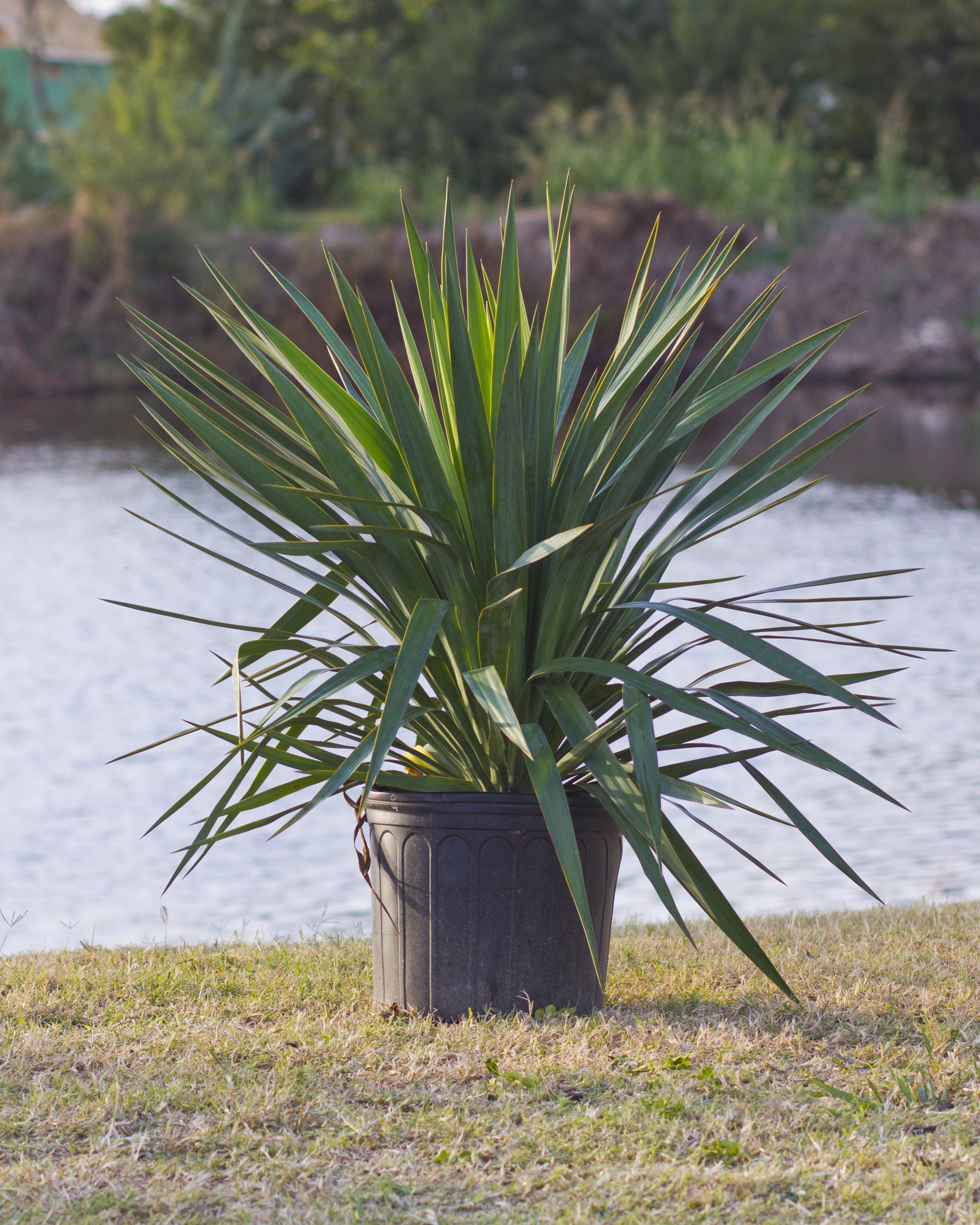 Spanish Dagger Variegated Yucca | Order Online | Treeland Nursery