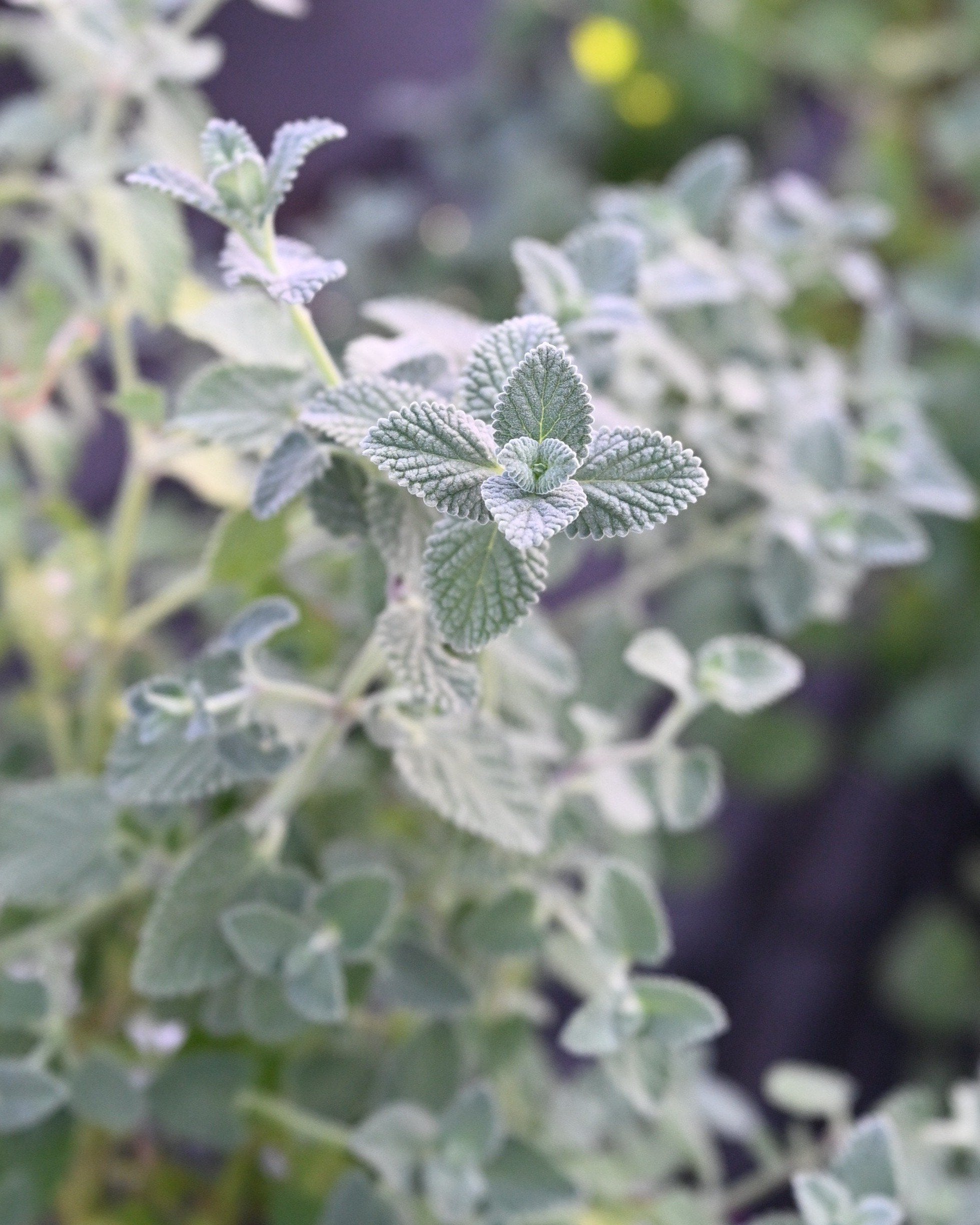Six Hills Giant Catmint | Order Online | Treeland Nursery