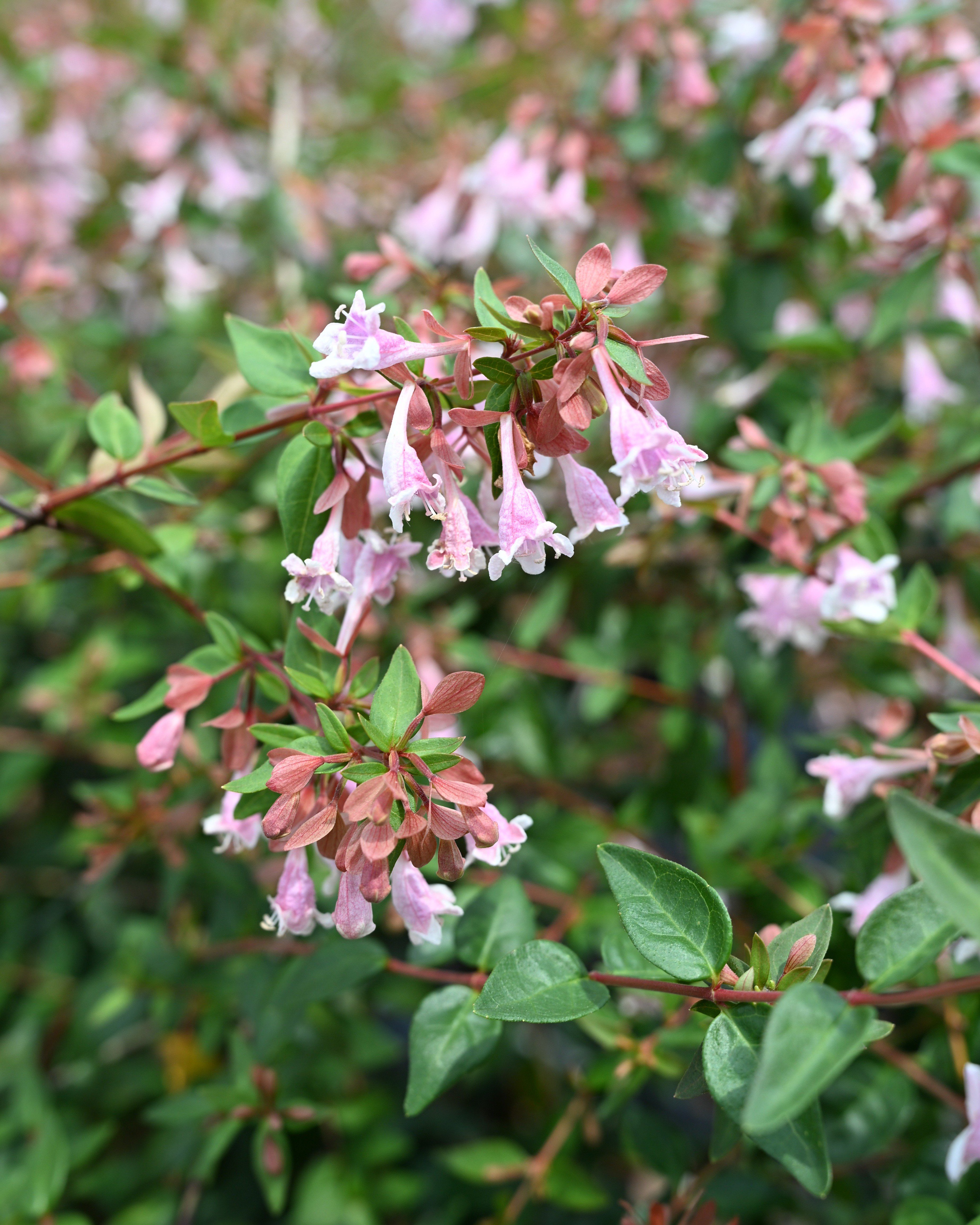 Peach Perfection Abelia | Order Online | Treeland Nursery