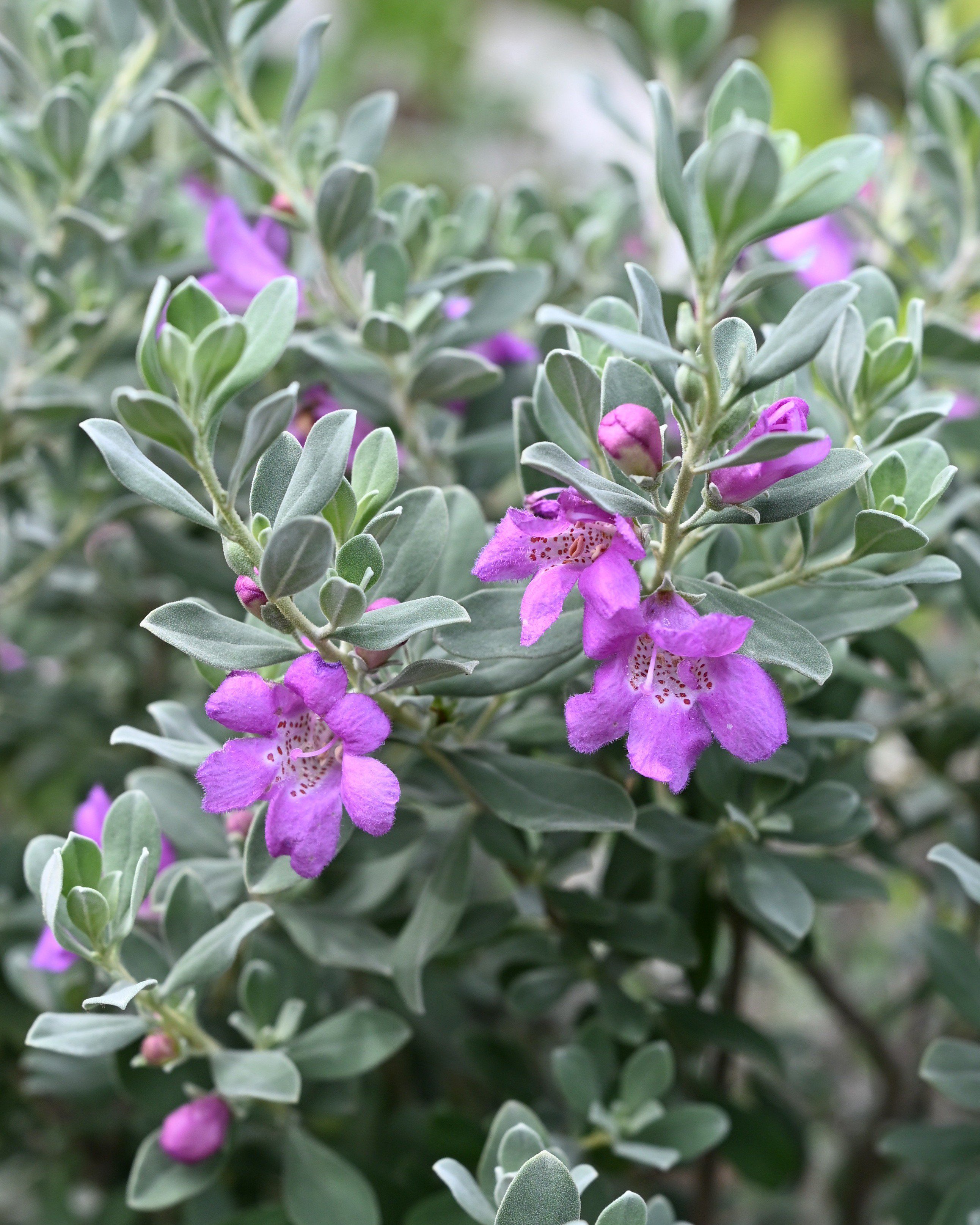 Silver Bush Germander | Order Online | Treeland Nursery