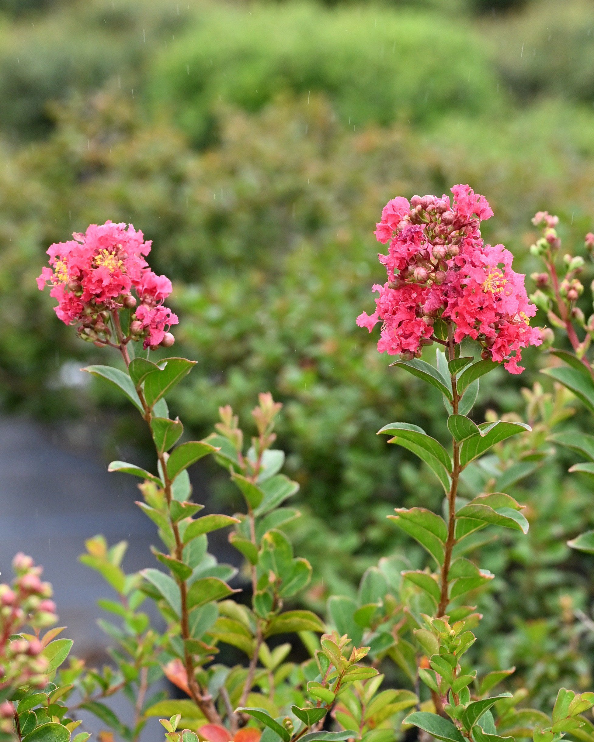 Magic Carpet Spirea | Order Online | Treeland Nursery