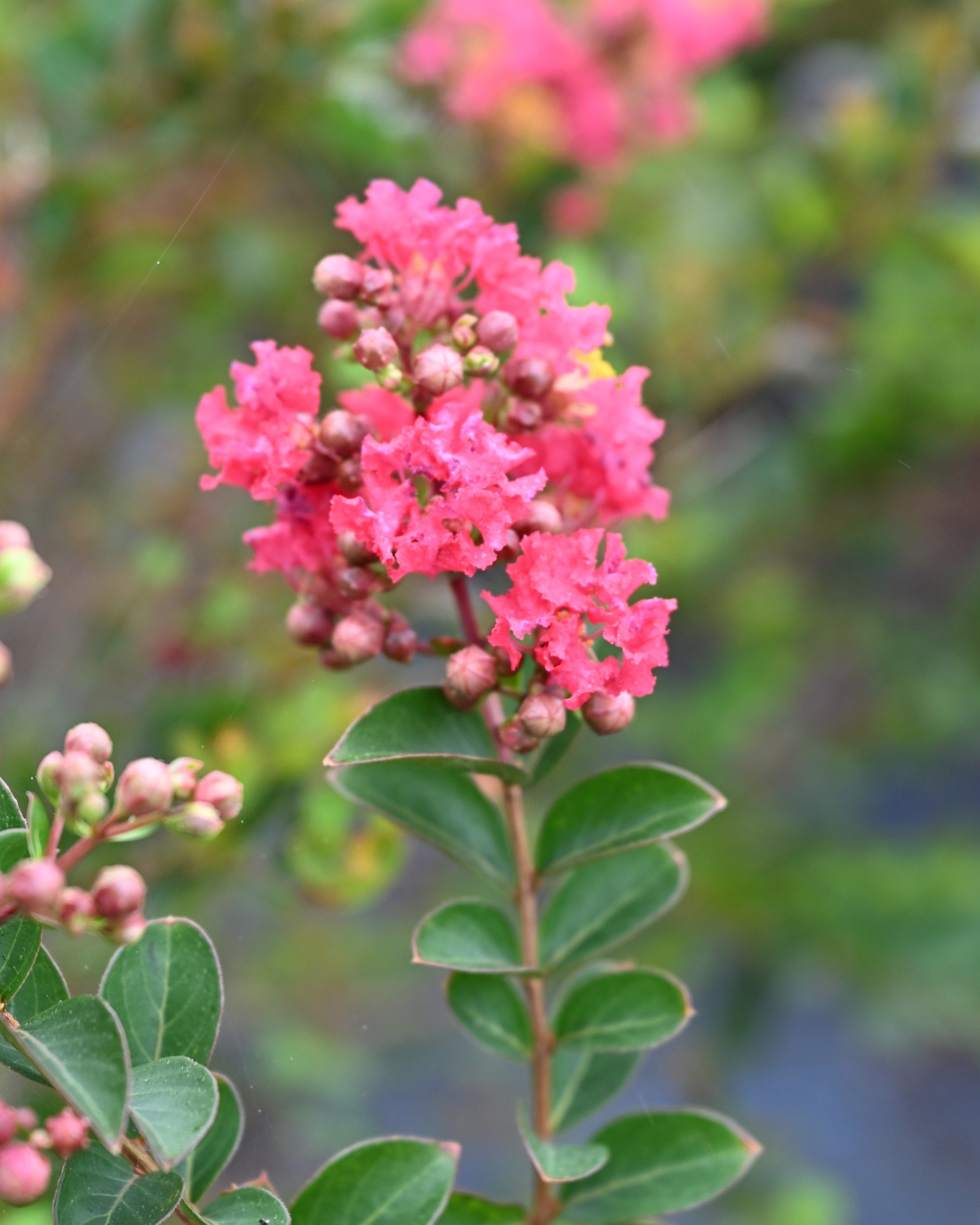 Magic Carpet Spirea | Order Online | Treeland Nursery