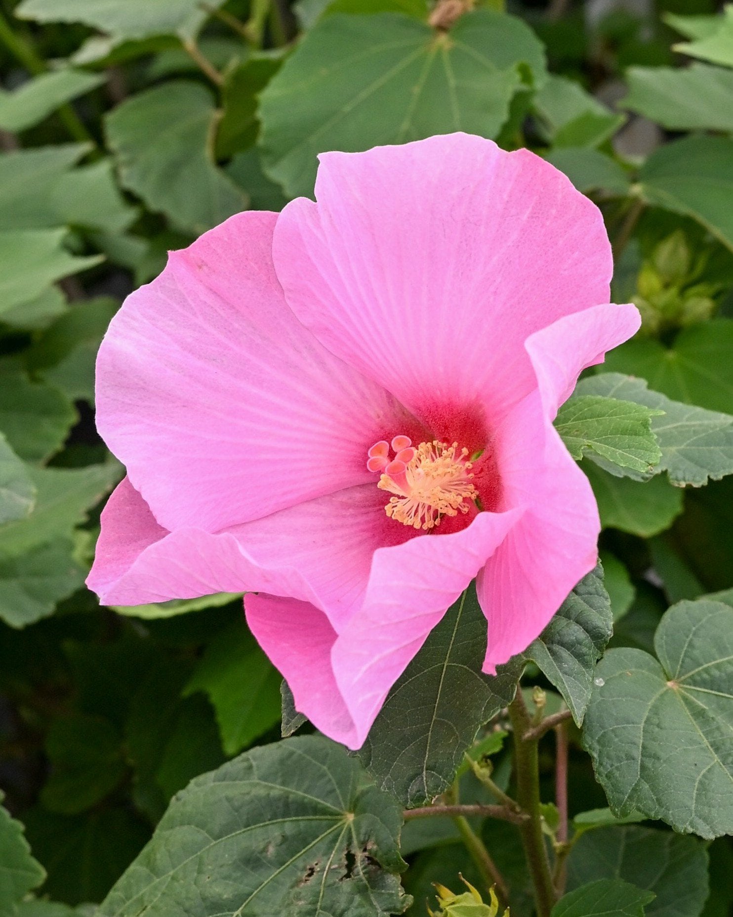 邦楽 FLOWER Summerific Spinderella Hardy Hibiscus | Order Online | Treeland