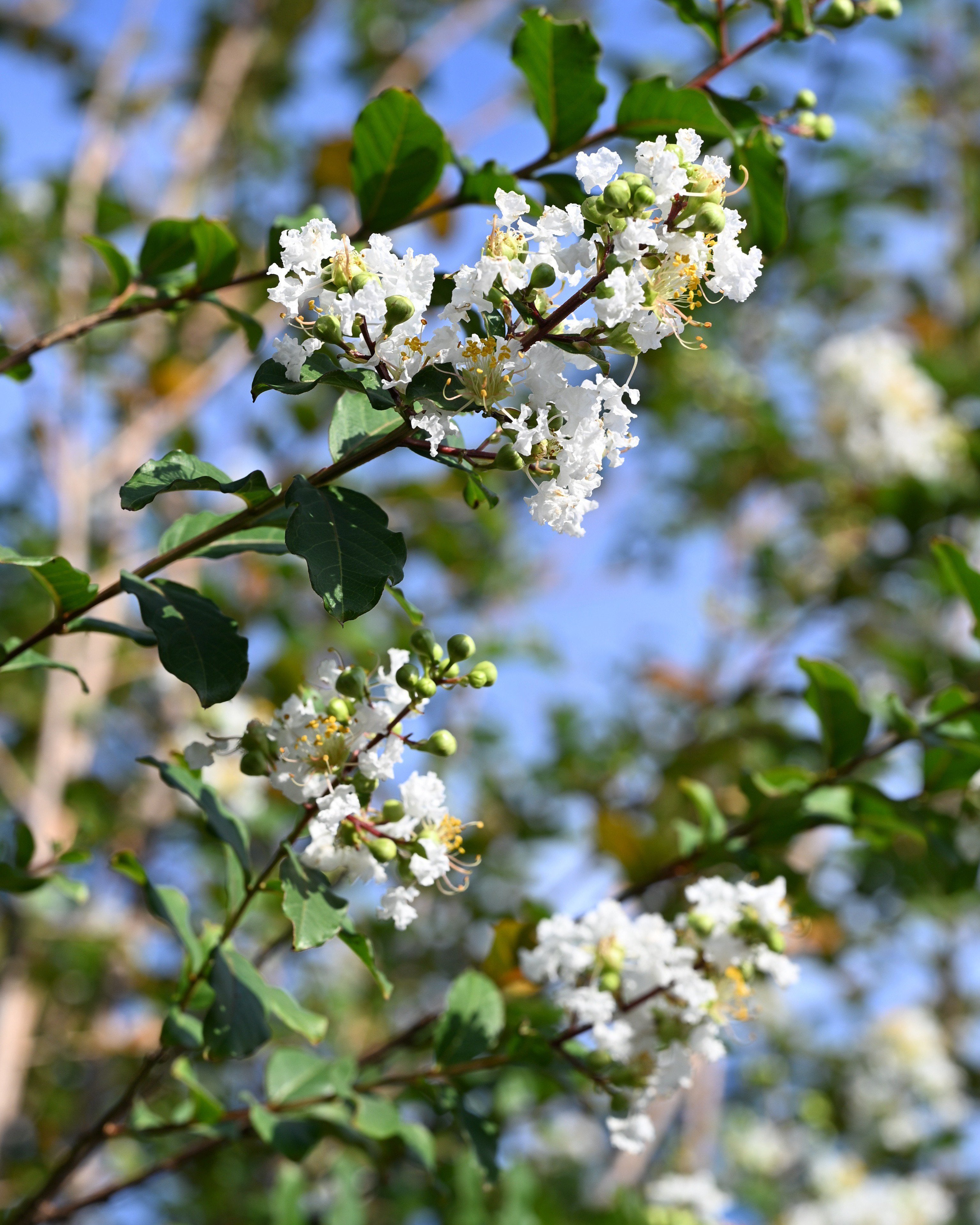 Colorama Pearl Crape Myrtle | Order Online | Treeland Nursery