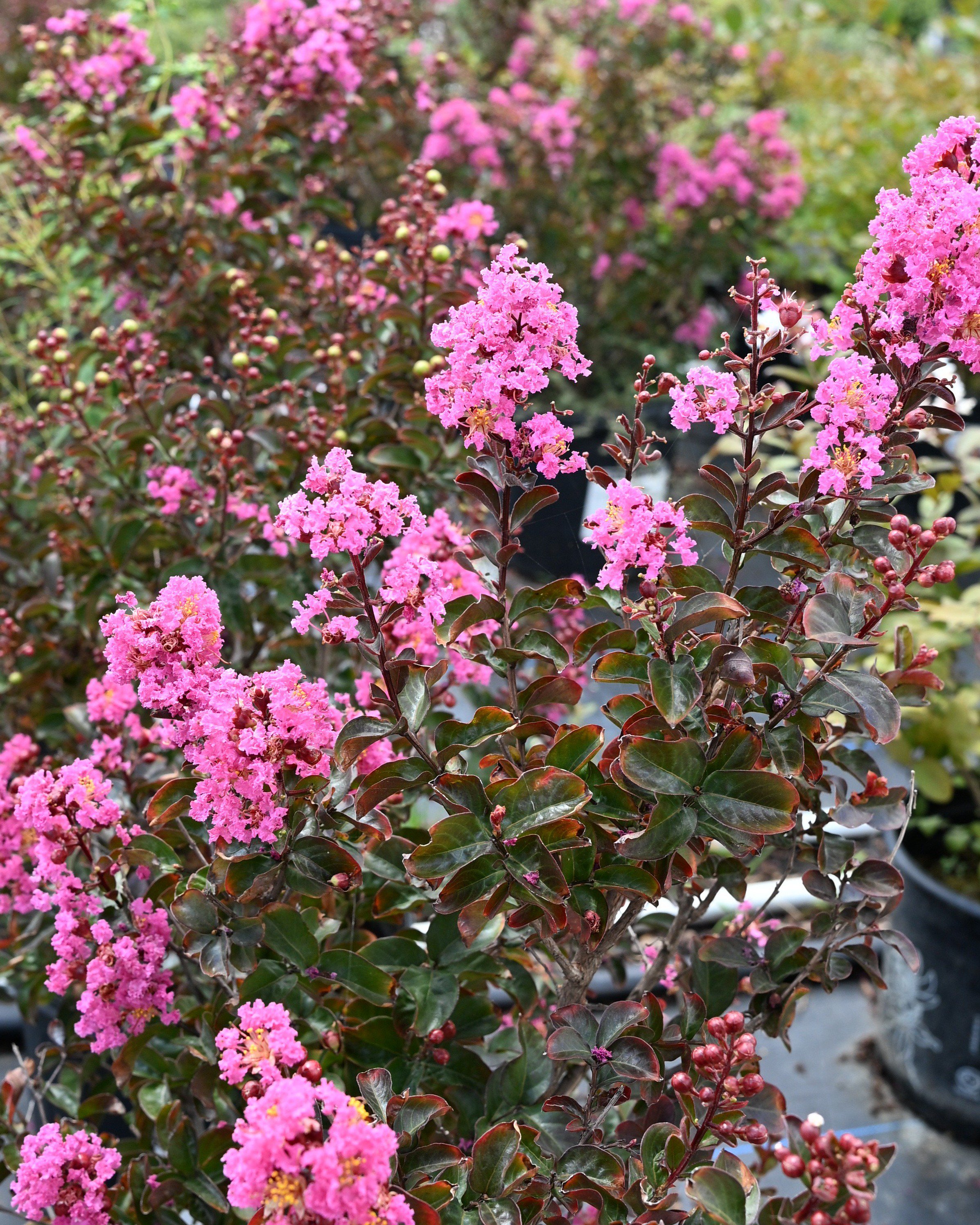 Double Play Candy Corn Spirea | Order Online | Treeland Nursery