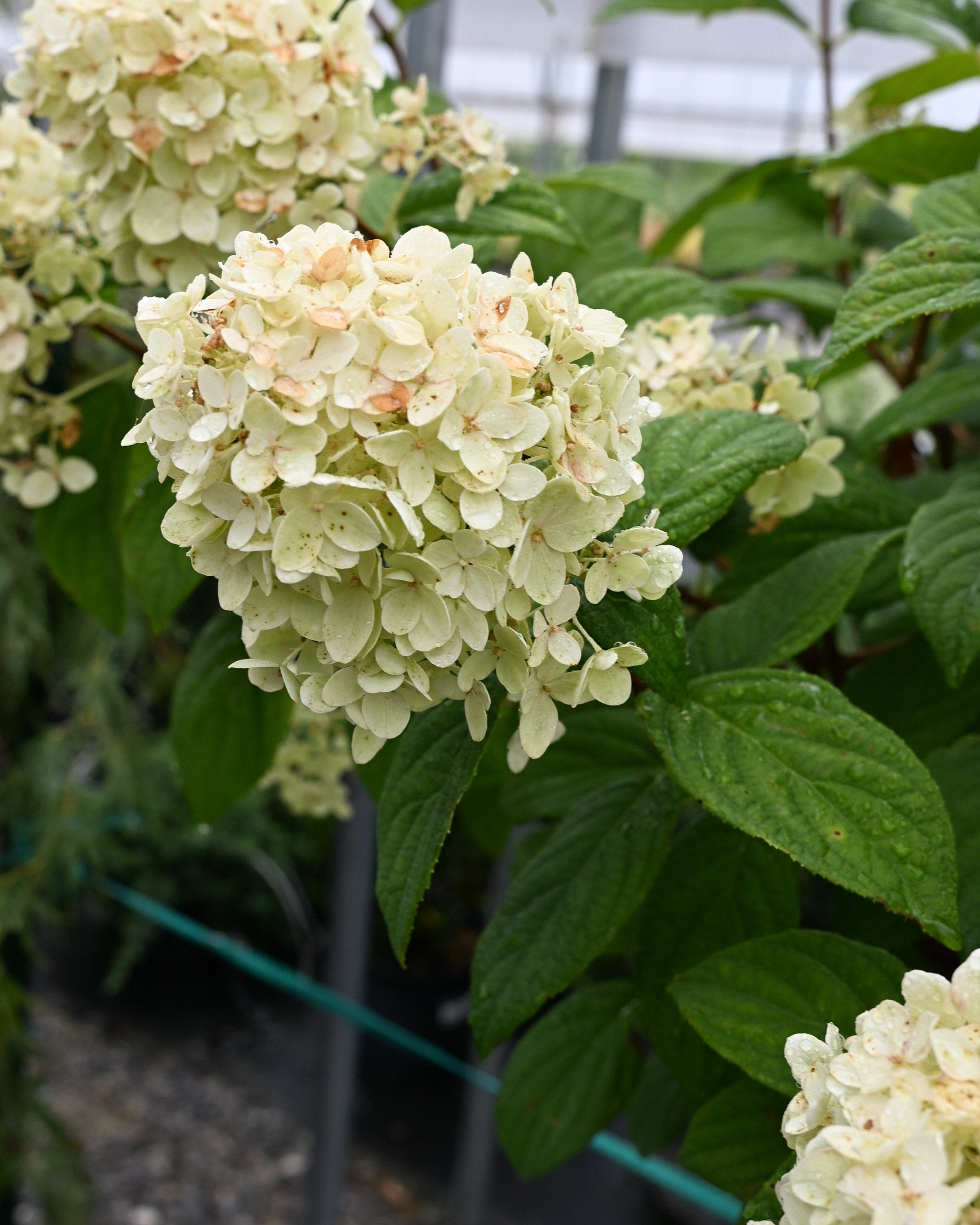 Oakleaf Hydrangea Jetstream | Order Online | Treeland Nursery