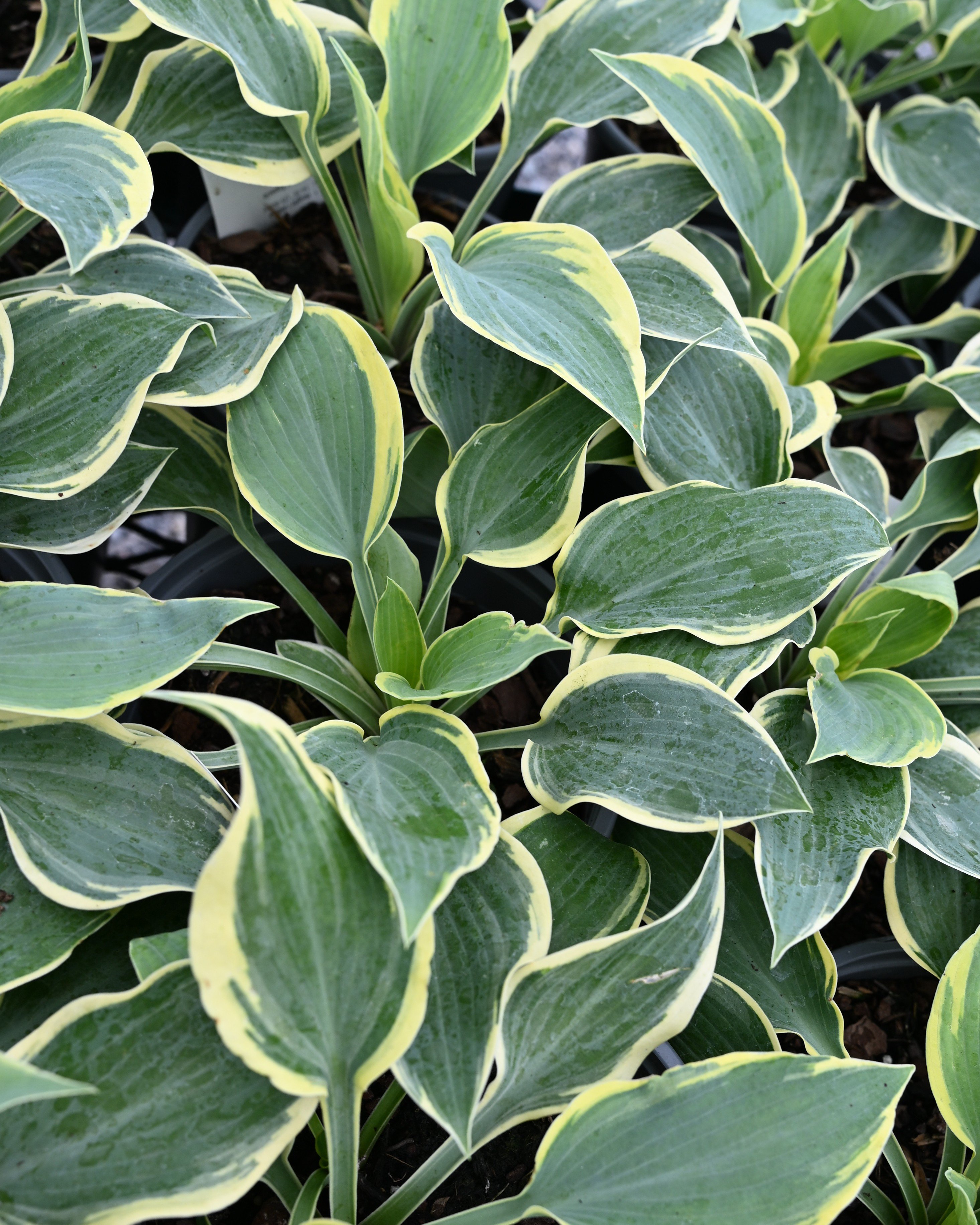 First Frost Hosta | Order Online | Treeland Nursery