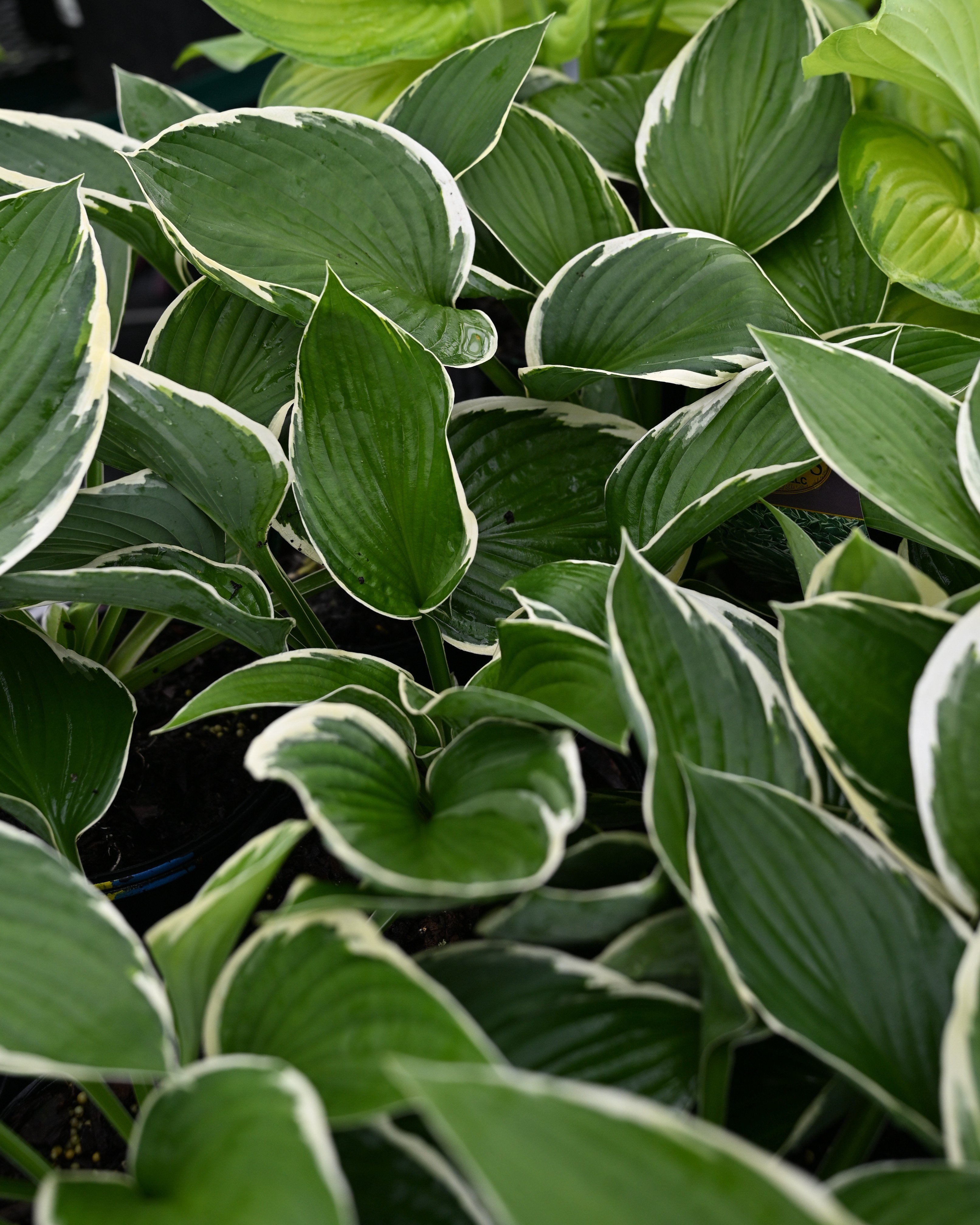 First Frost Hosta | Order Online | Treeland Nursery