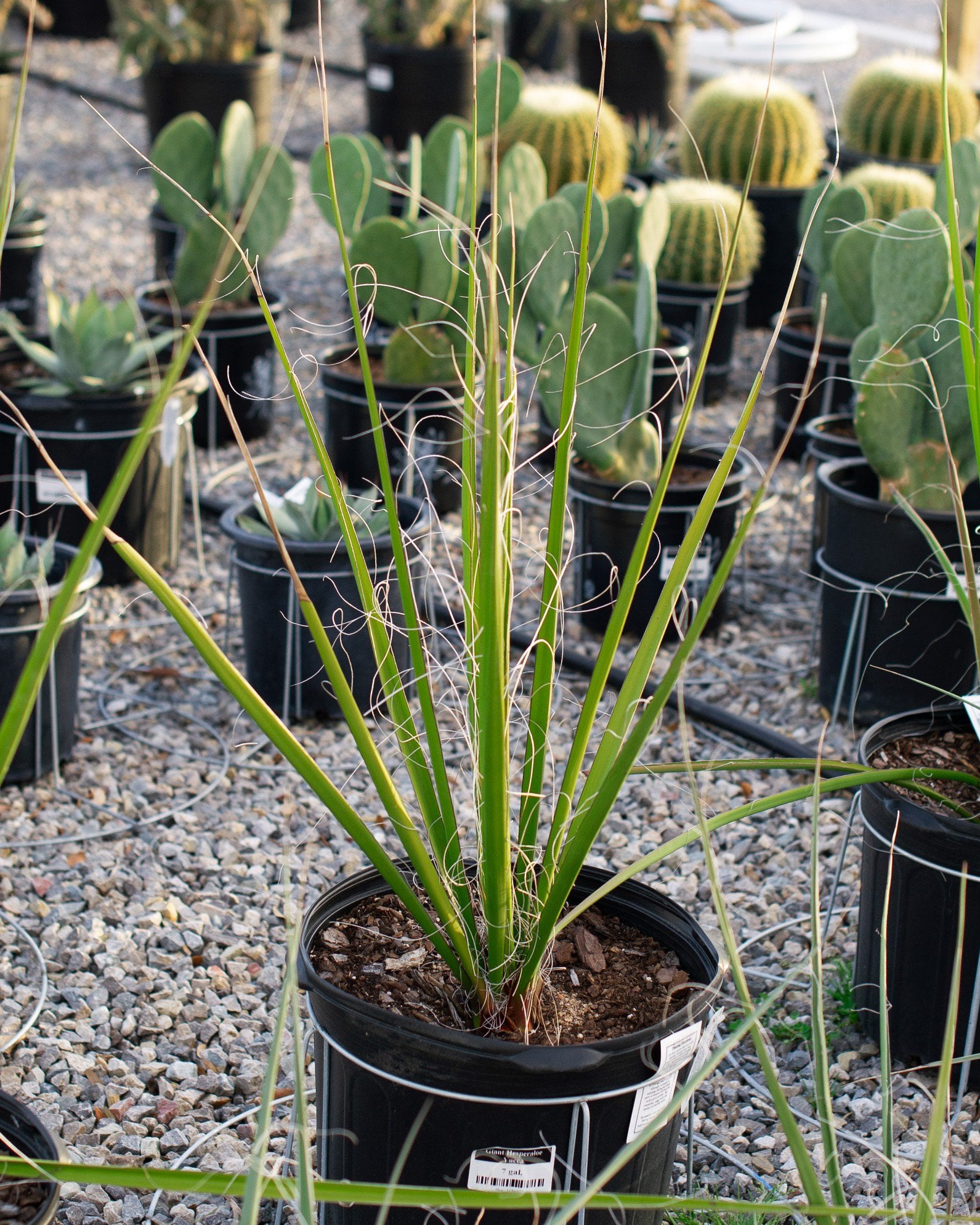 Giant Hesperaloe Yucca | Order Online | Treeland Nursery