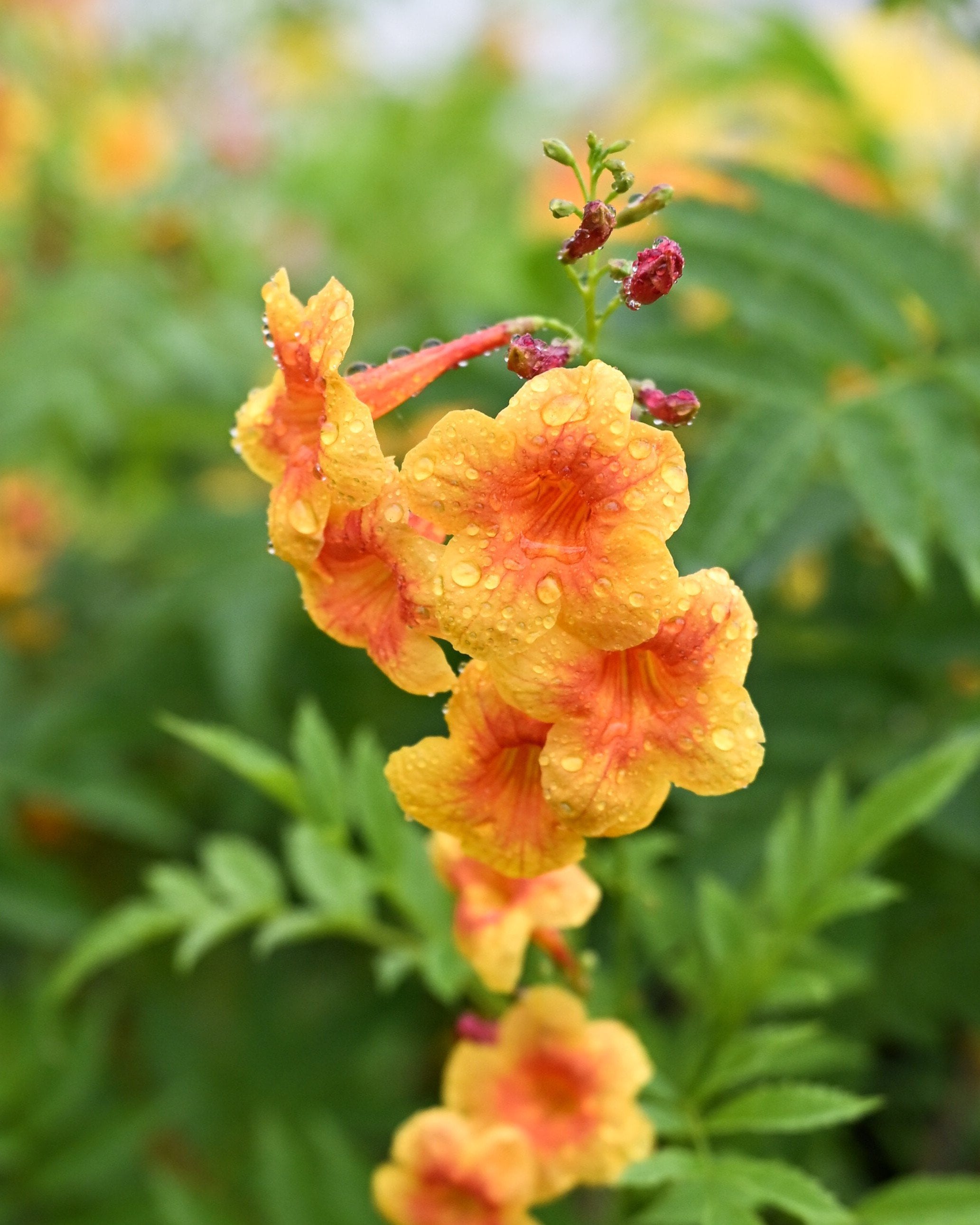 Kalama Blood Orange Esperanza | Order Online | Treeland Nursery