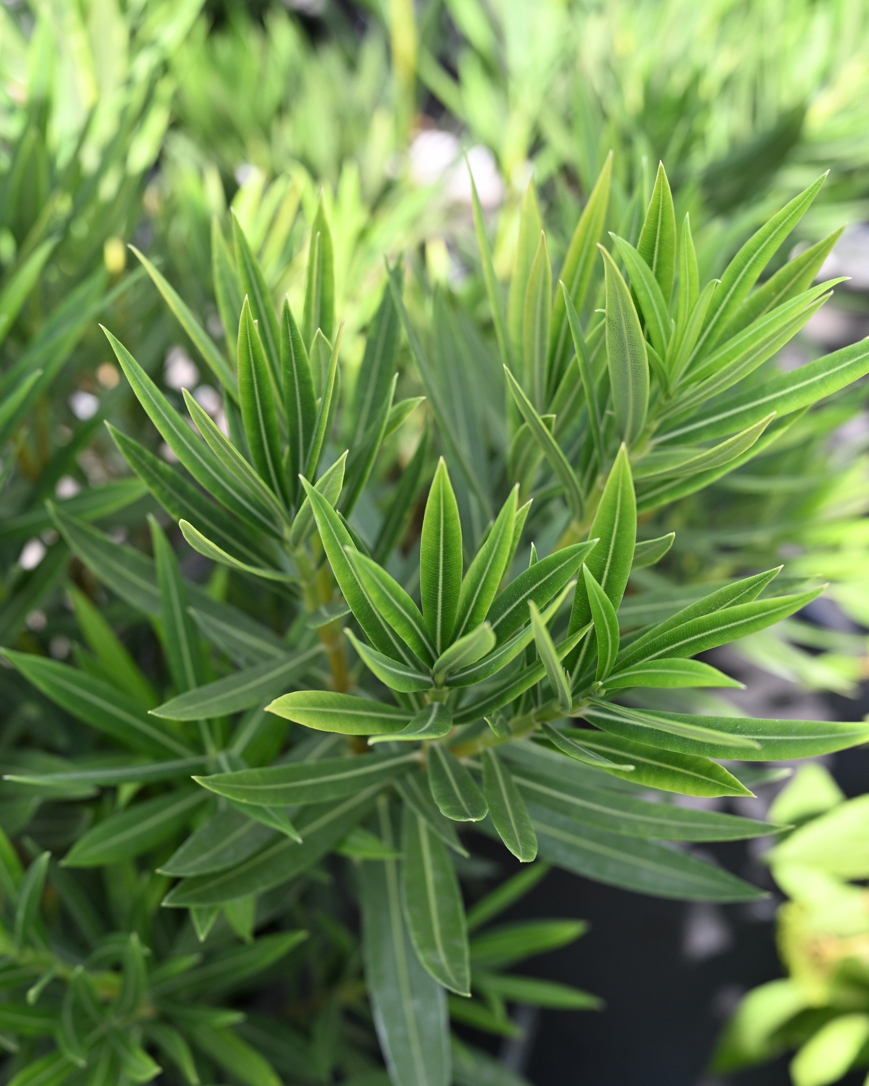 オングストローム　クリーム Orange Zest Cestrum | Order Online | Treeland Nursery