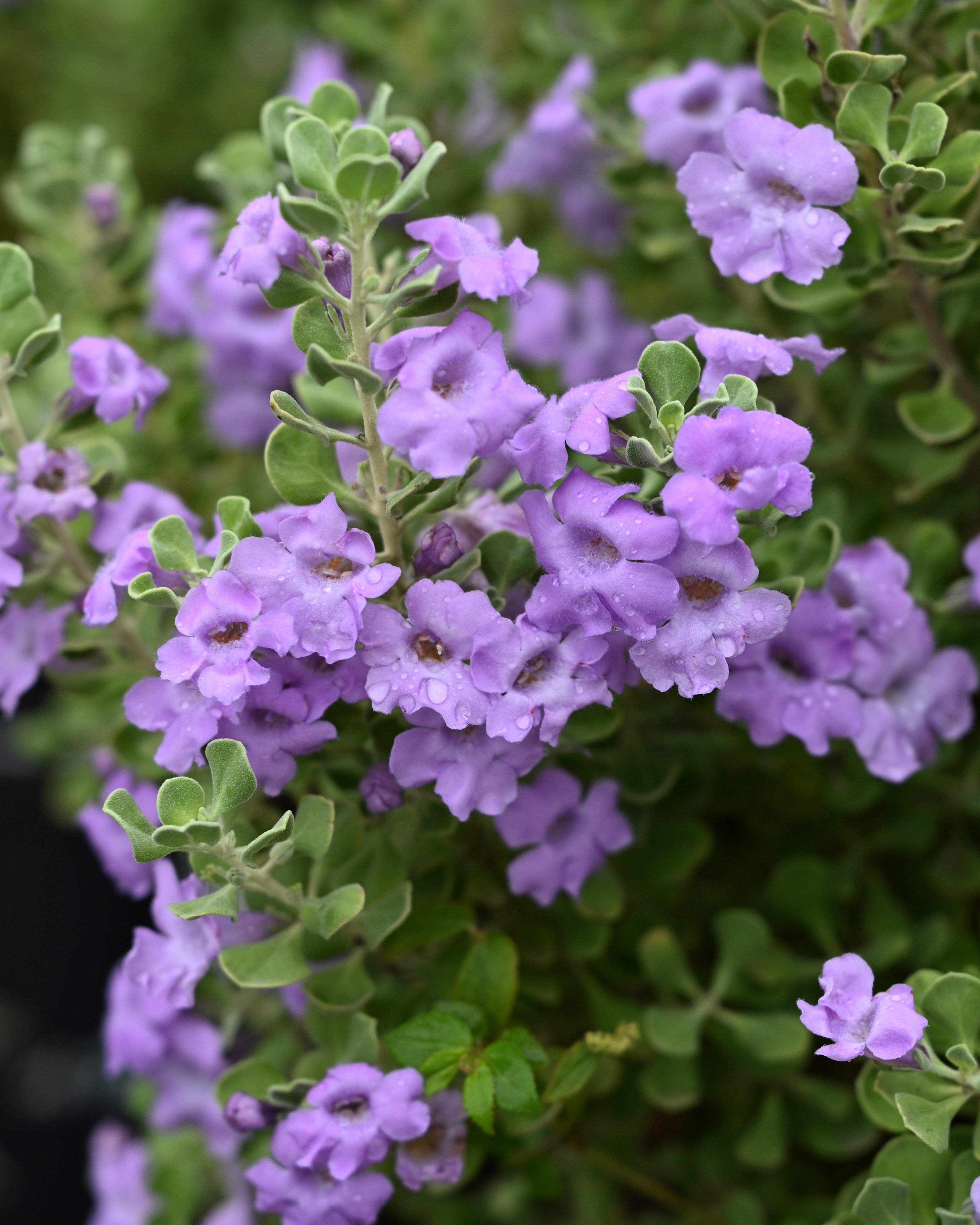 Lynn's Legacy Texas Sage | Order Online | Treeland Nursery