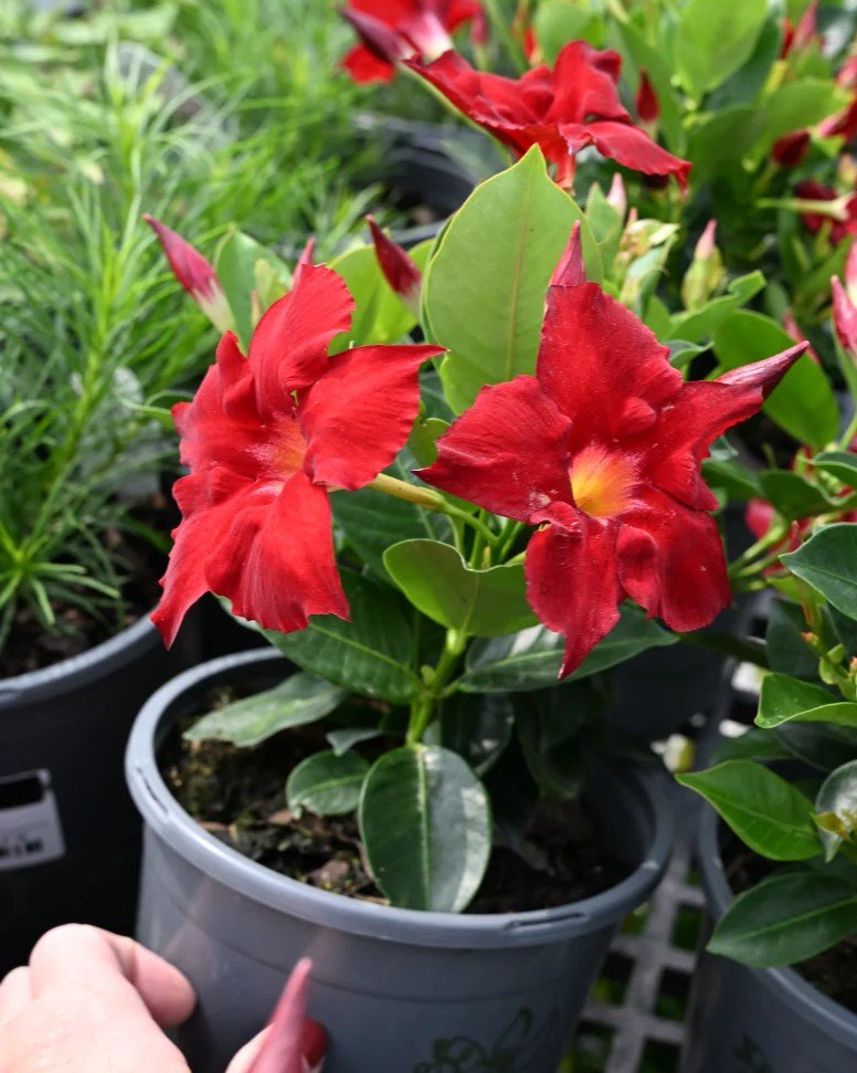 Madinia Elegant Velvet Red Dipladenia | Order Online | Treeland