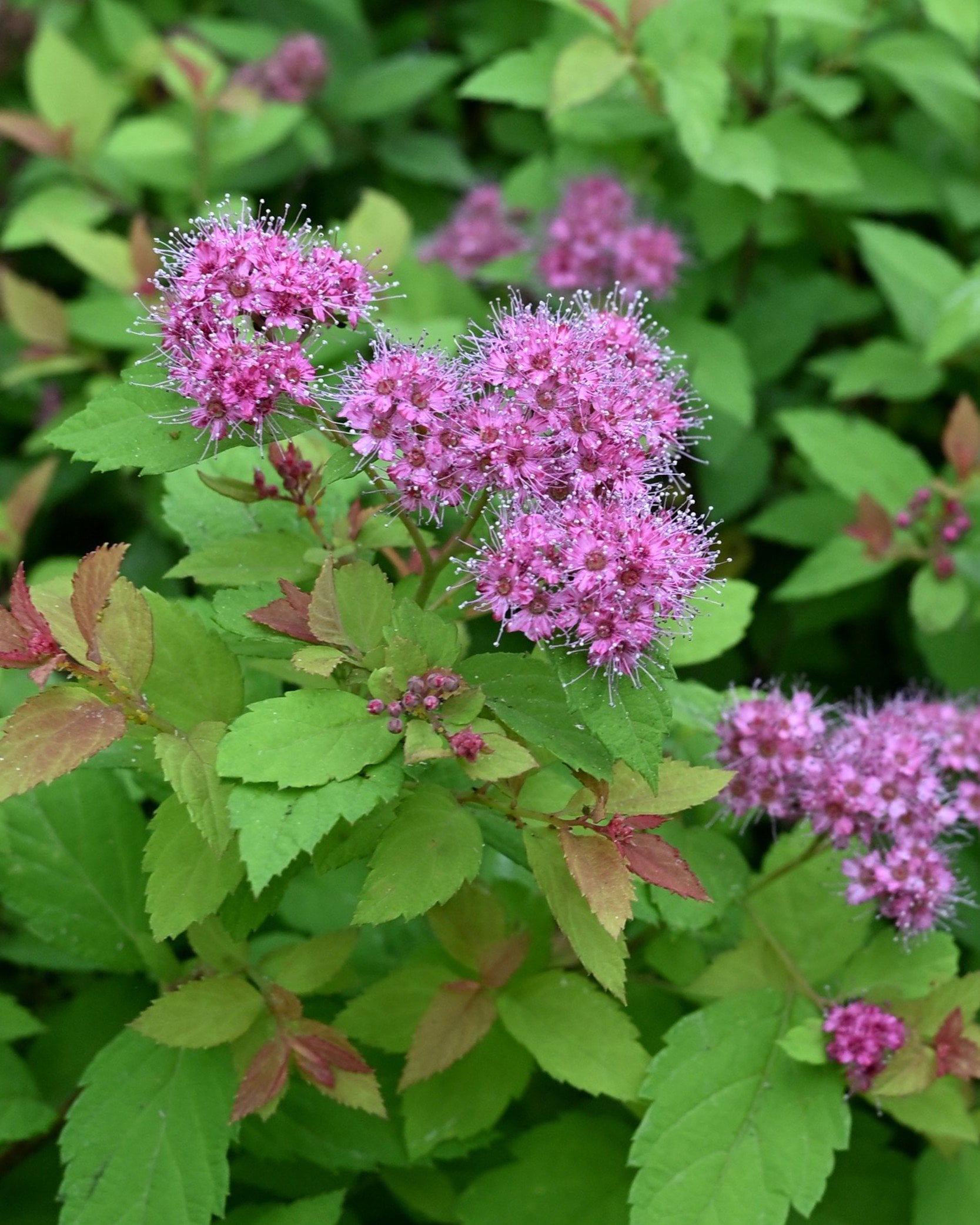 Magic Carpet Spirea | Order Online | Treeland Nursery