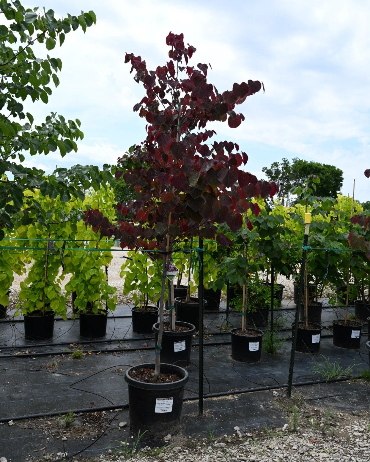 Midnight Express Redbud | Order Online | Treeland Nursery