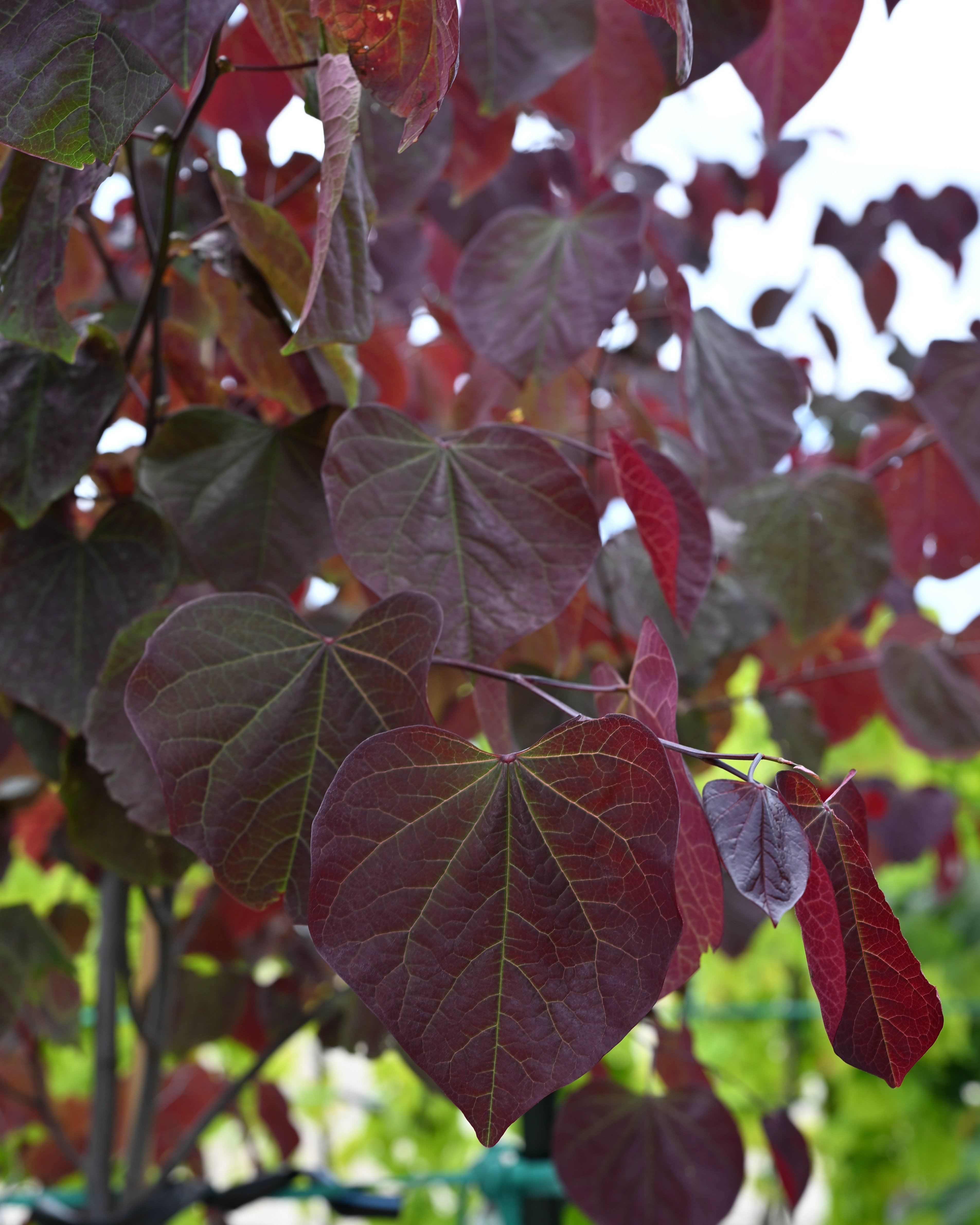 midnight-express-redbud-