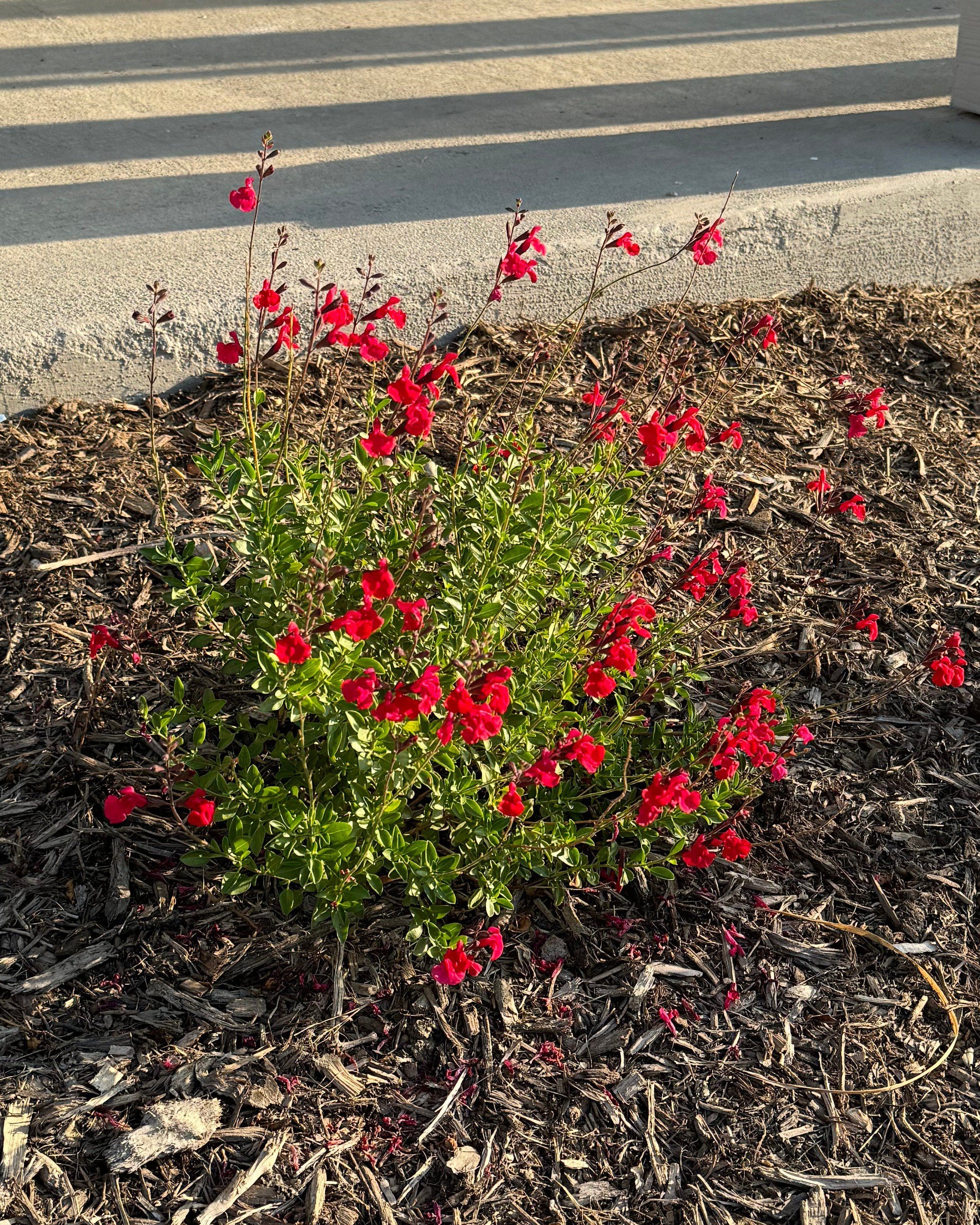Mirage Cherry Red Salvia Greggii | Order Online | Treeland Nursery