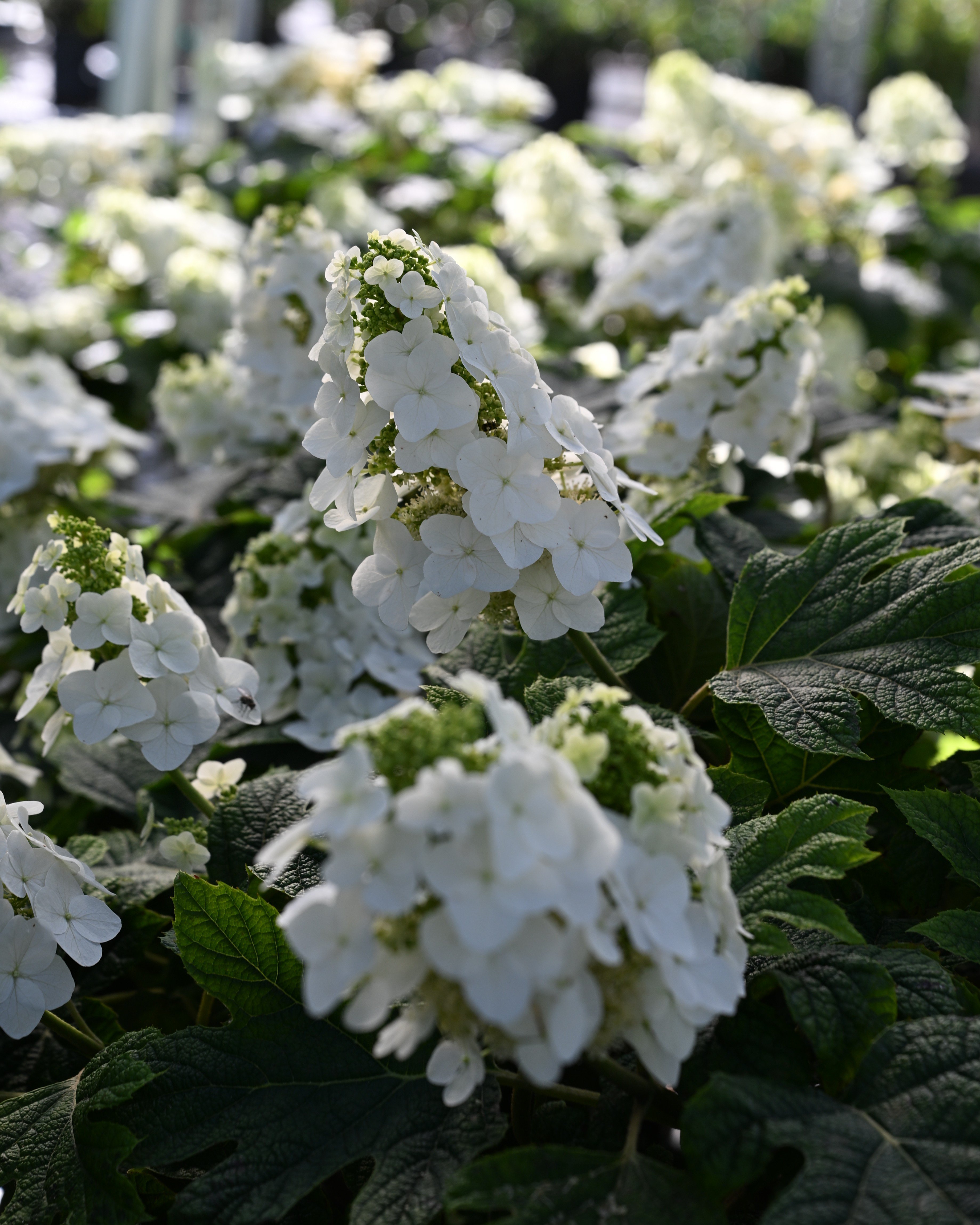 Oakleaf Hydrangea Toy Soldier | Order Online | Treeland Nursery