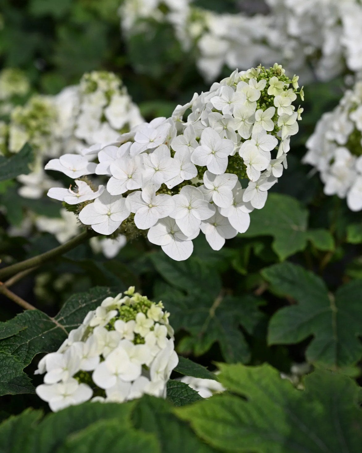 Oakleaf Hydrangea Toy Soldier | Order Online | Treeland Nursery