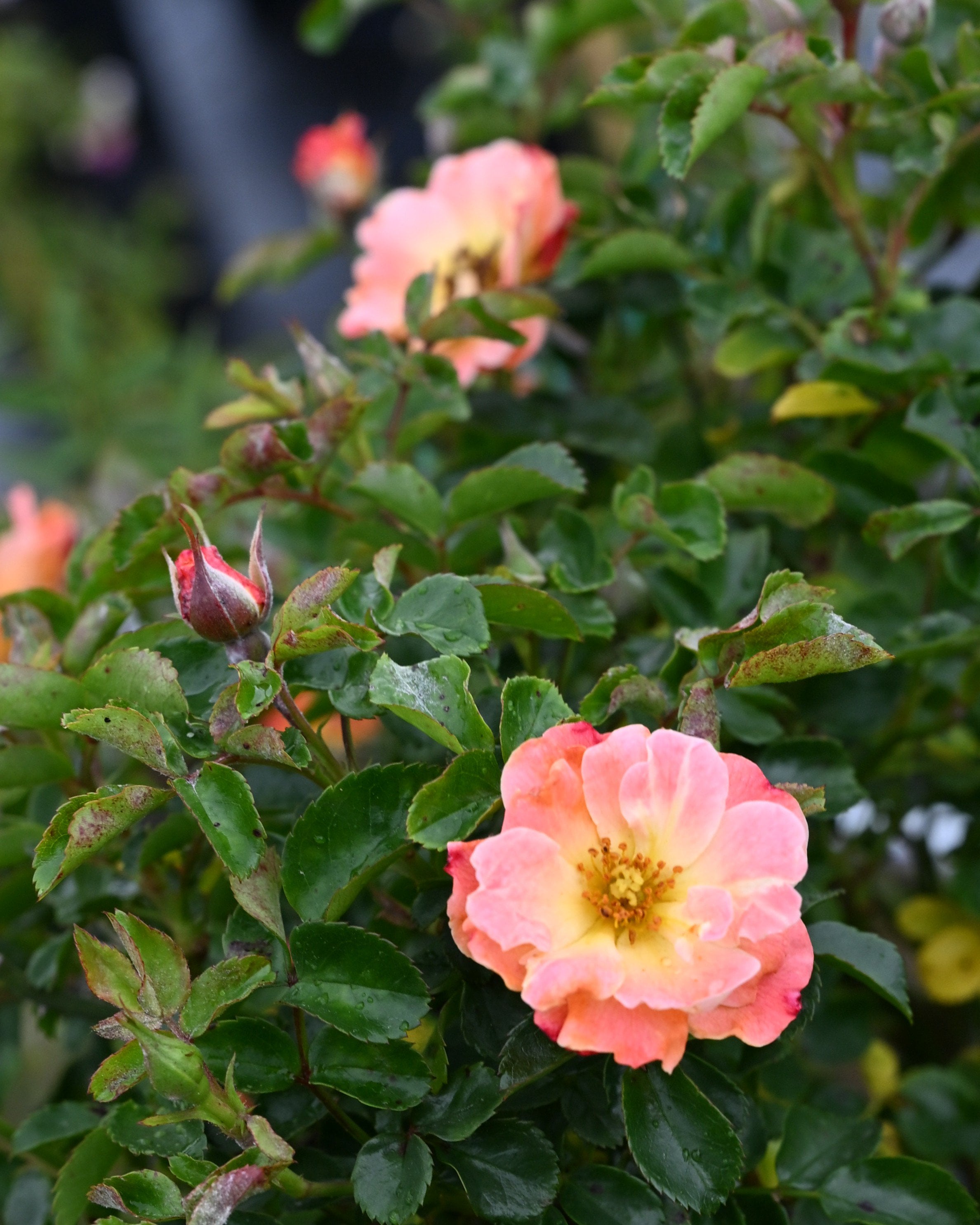 バランスローズ Peach Drift Rose | Order Online | Treeland Nursery