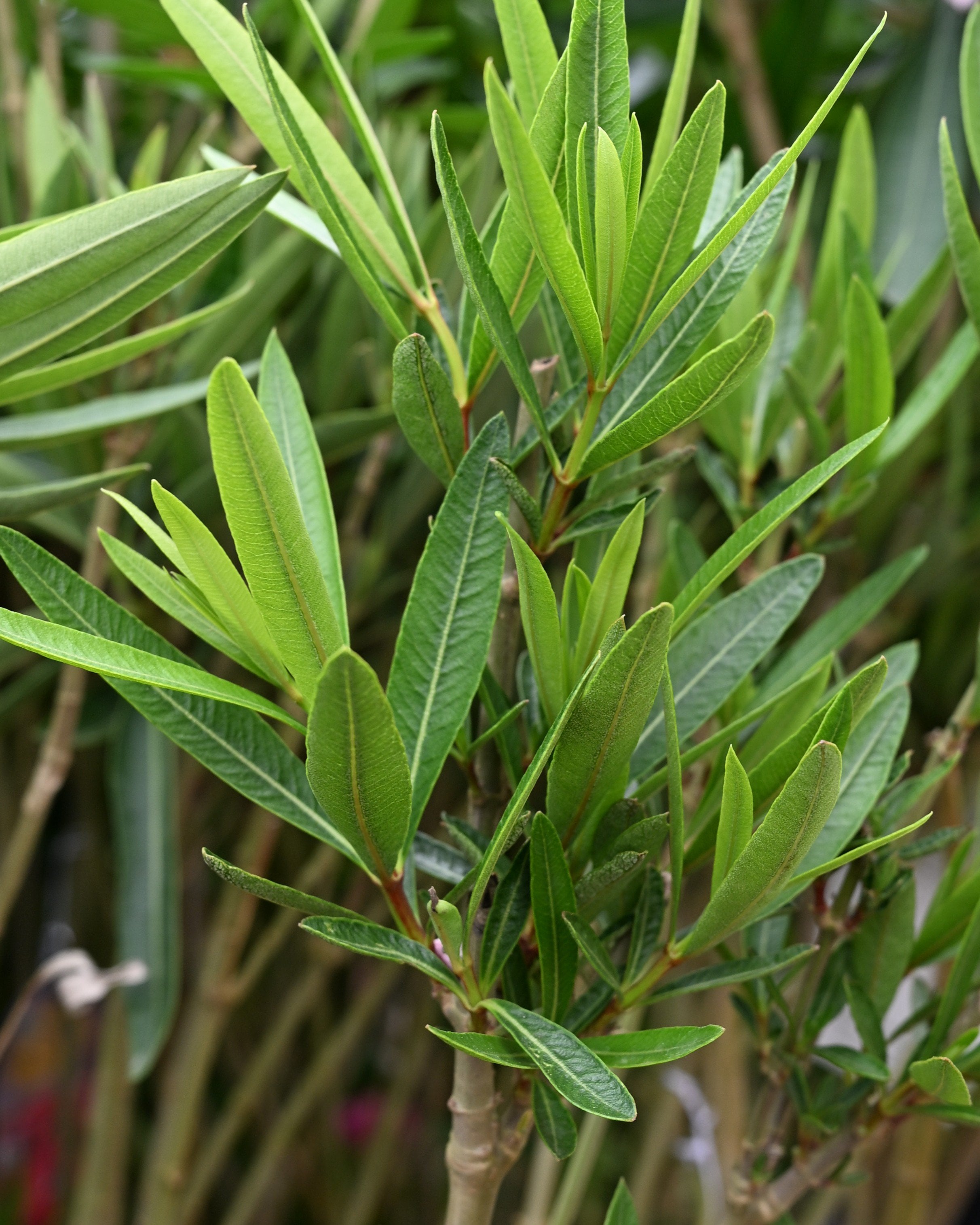 Orange Zest Cestrum | Order Online | Treeland Nursery