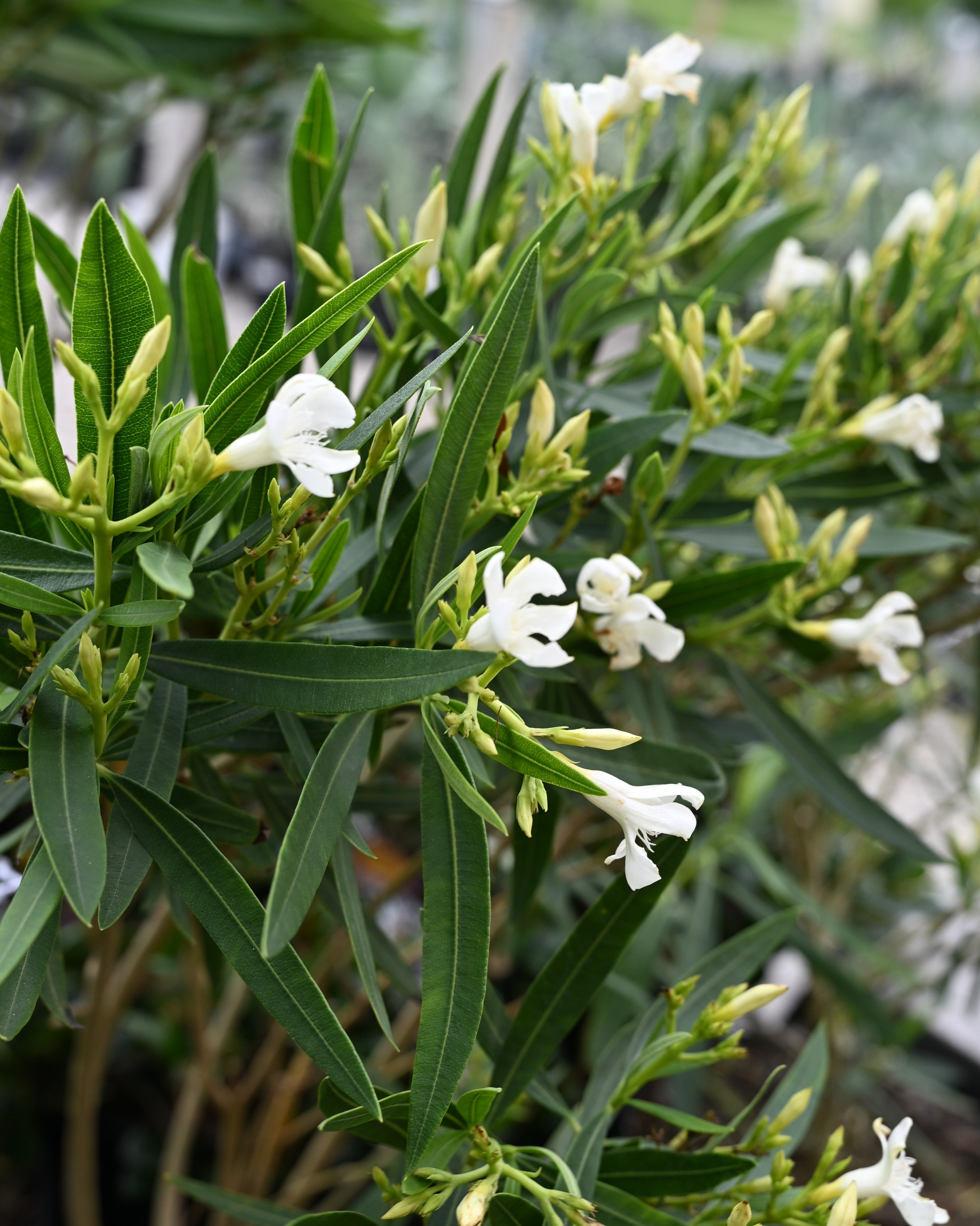 Orange Zest Cestrum | Order Online | Treeland Nursery