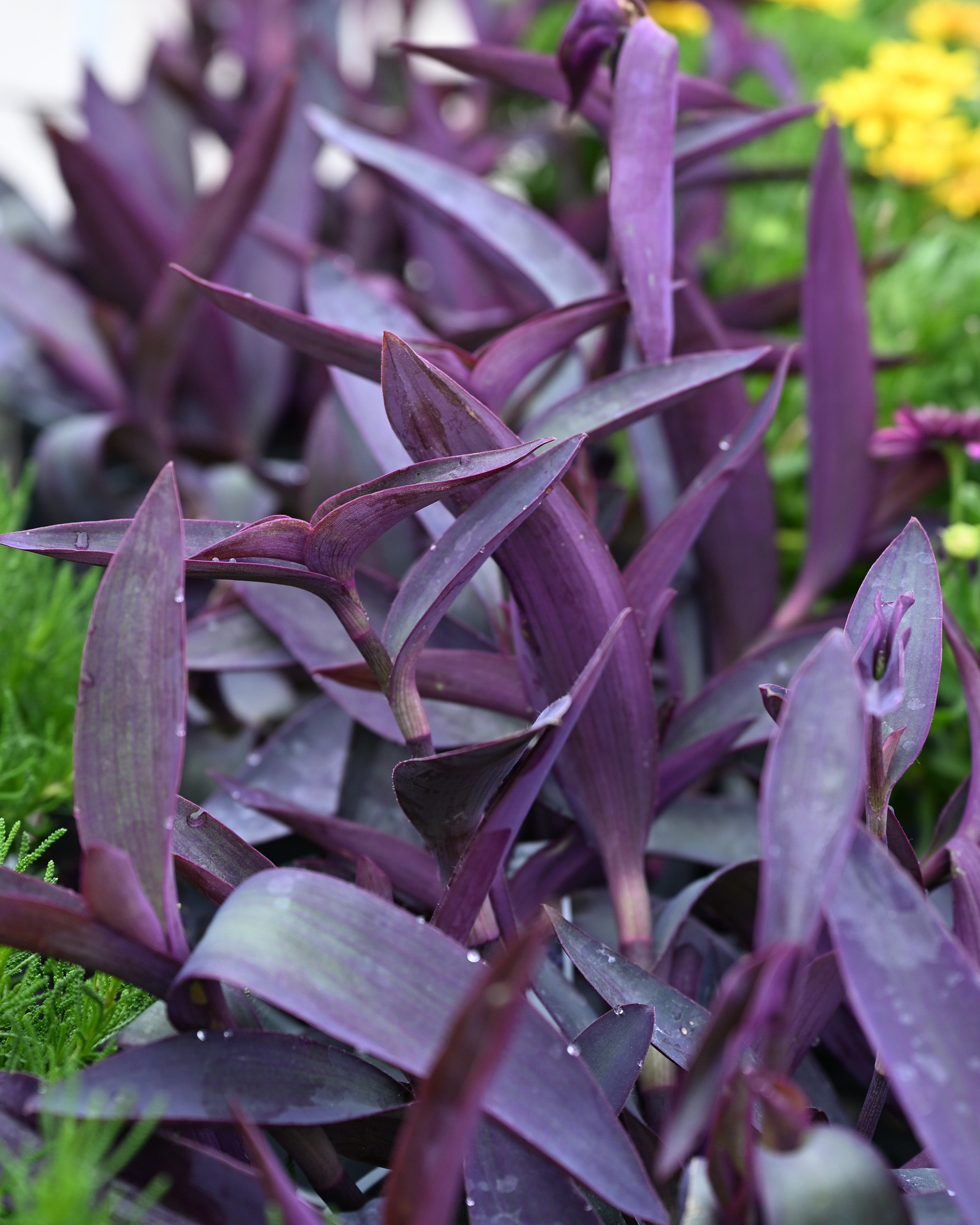 Purple Heart | Order Online | Treeland Nursery