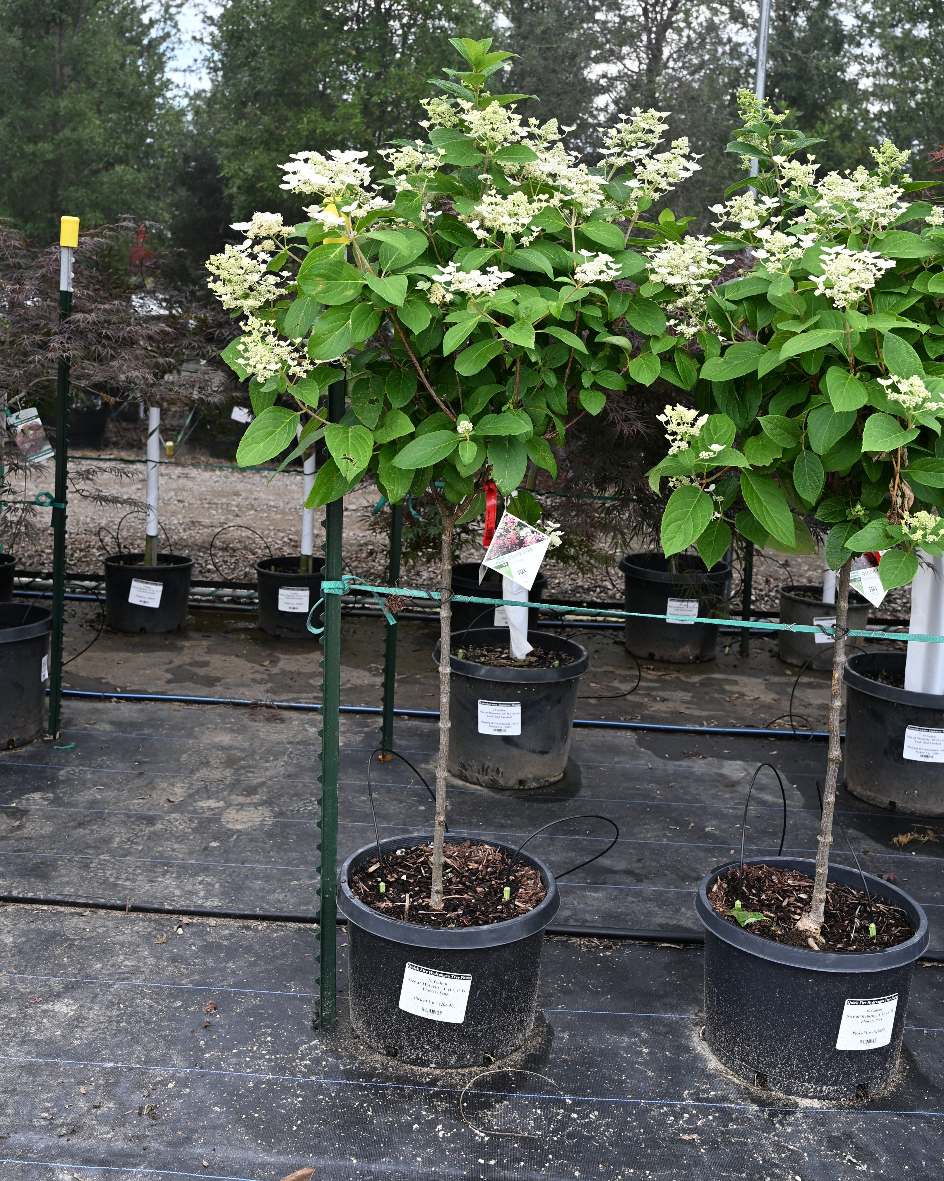 Pink Diamond Hydrangea Tree Form | Order Online | Treeland Nursery