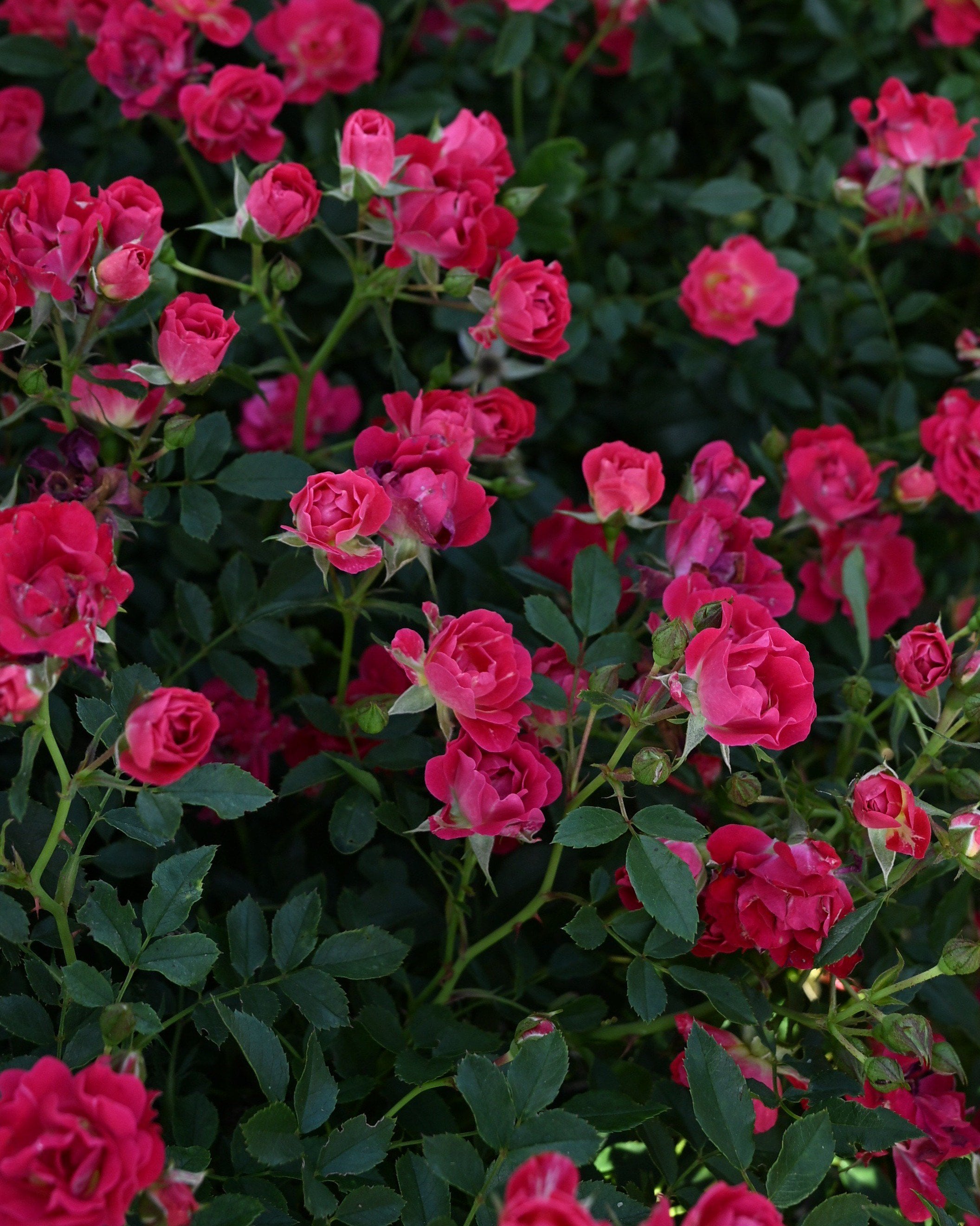 Red Sunblaze Rose | Order Online | Treeland Nursery