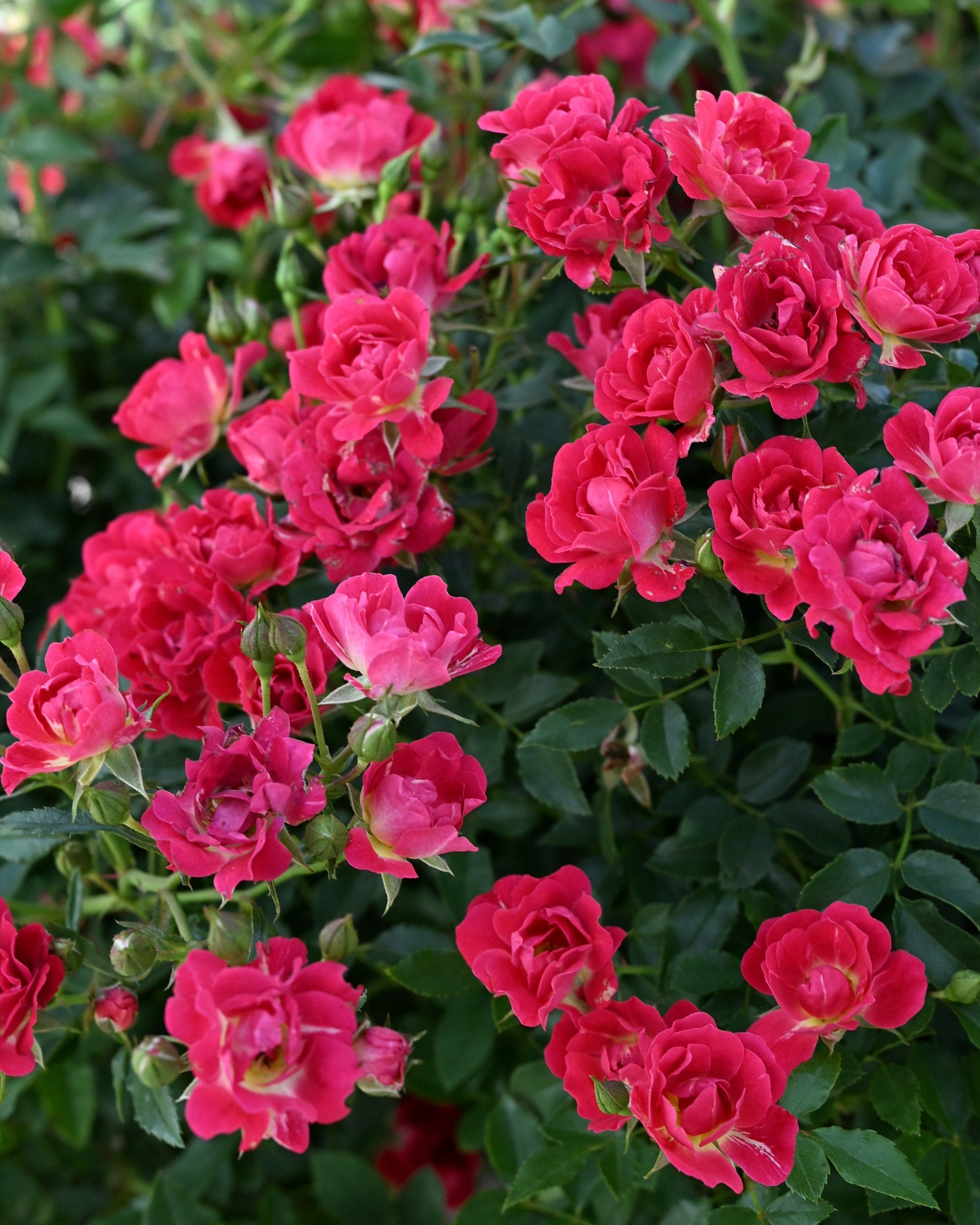 Red Sunblaze Rose | Order Online | Treeland Nursery