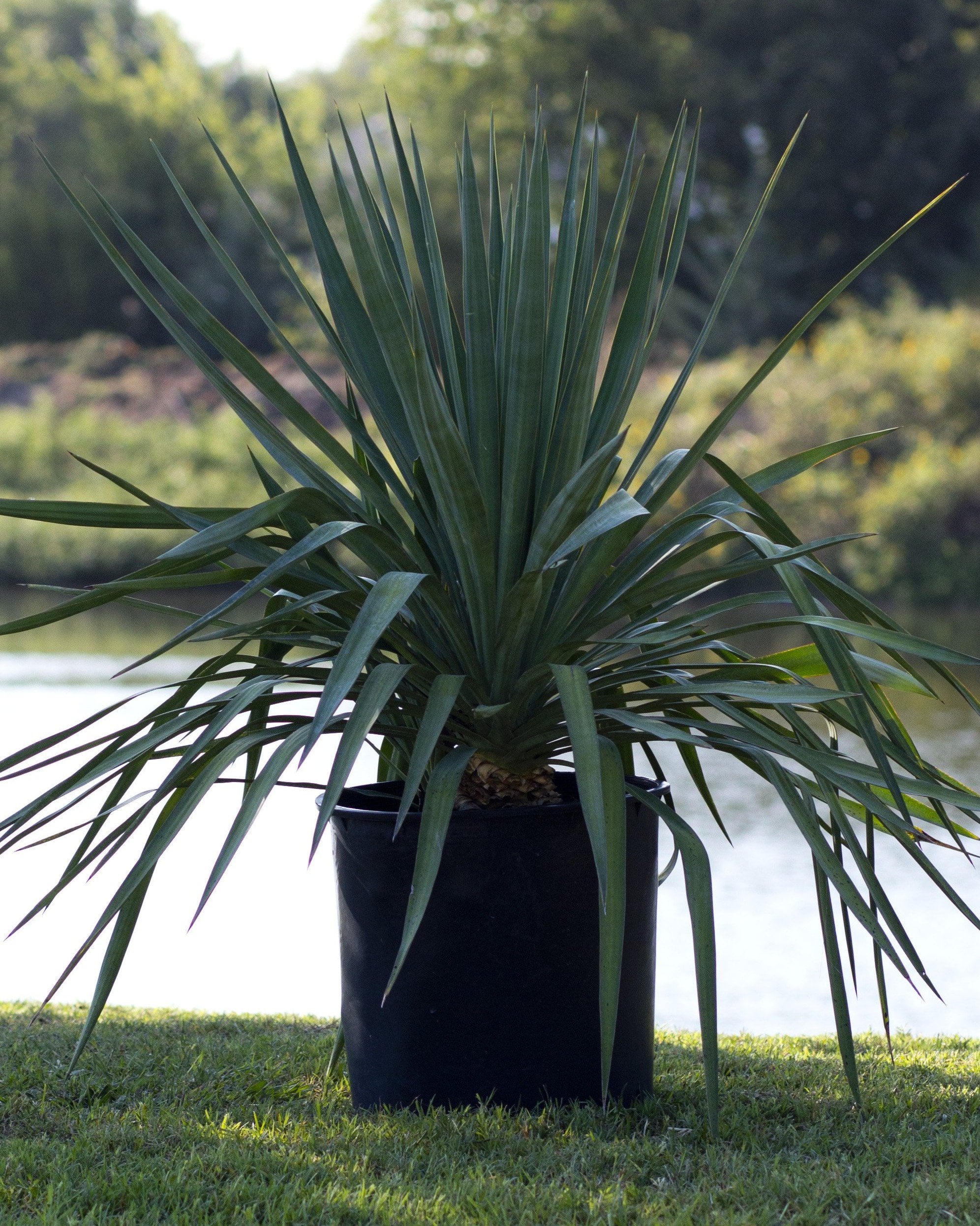 Spanish Dagger Variegated Yucca | Order Online | Treeland Nursery