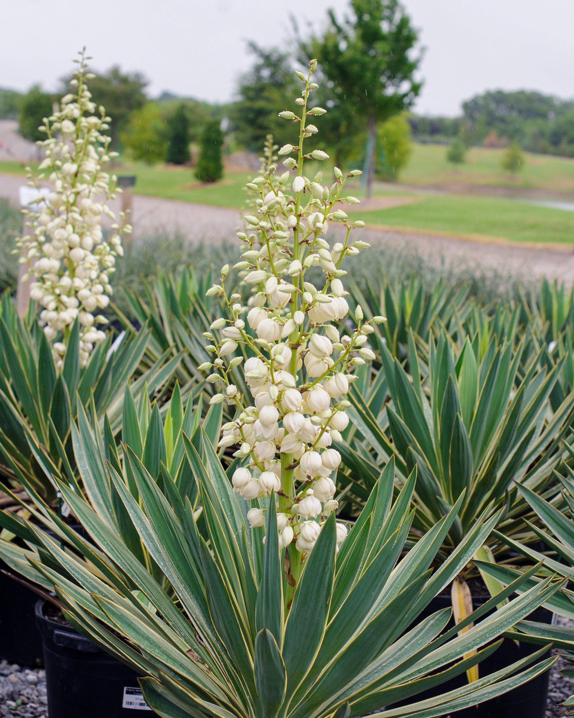 Spanish Dagger Variegated Yucca | Order Online | Treeland Nursery