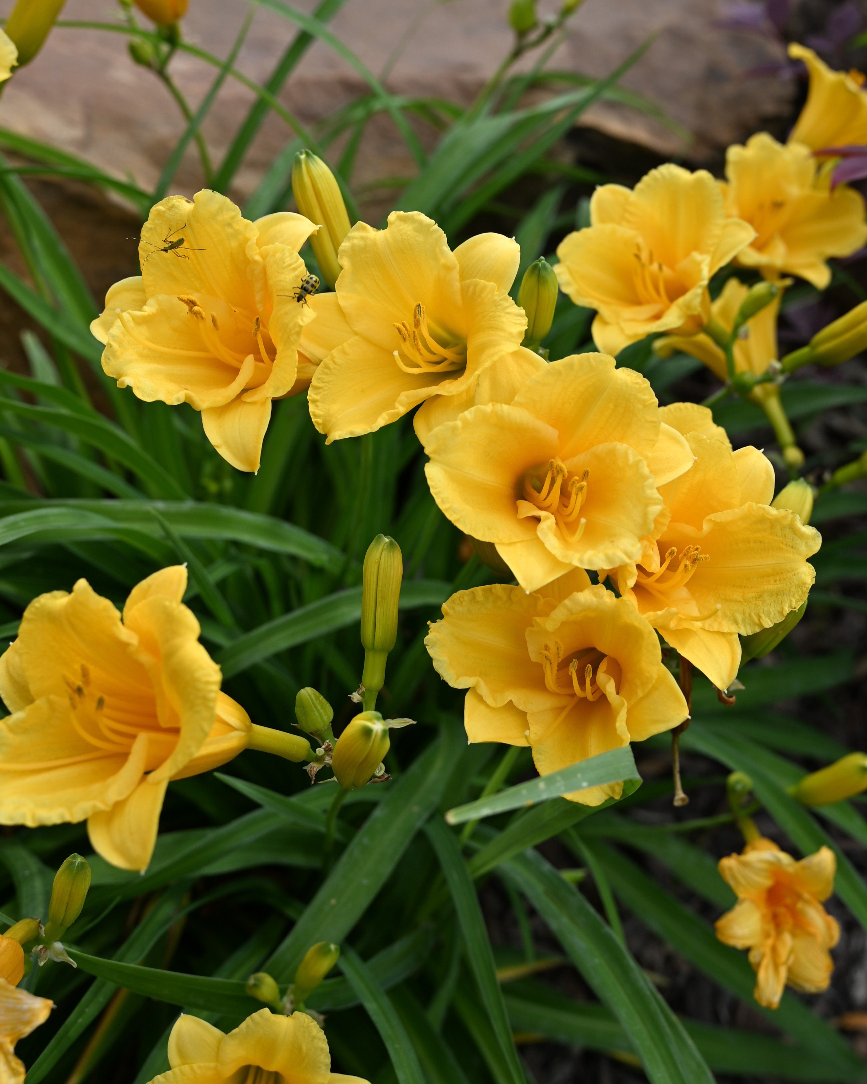 Island Jekyll Daylily | Order Online | Treeland Nursery