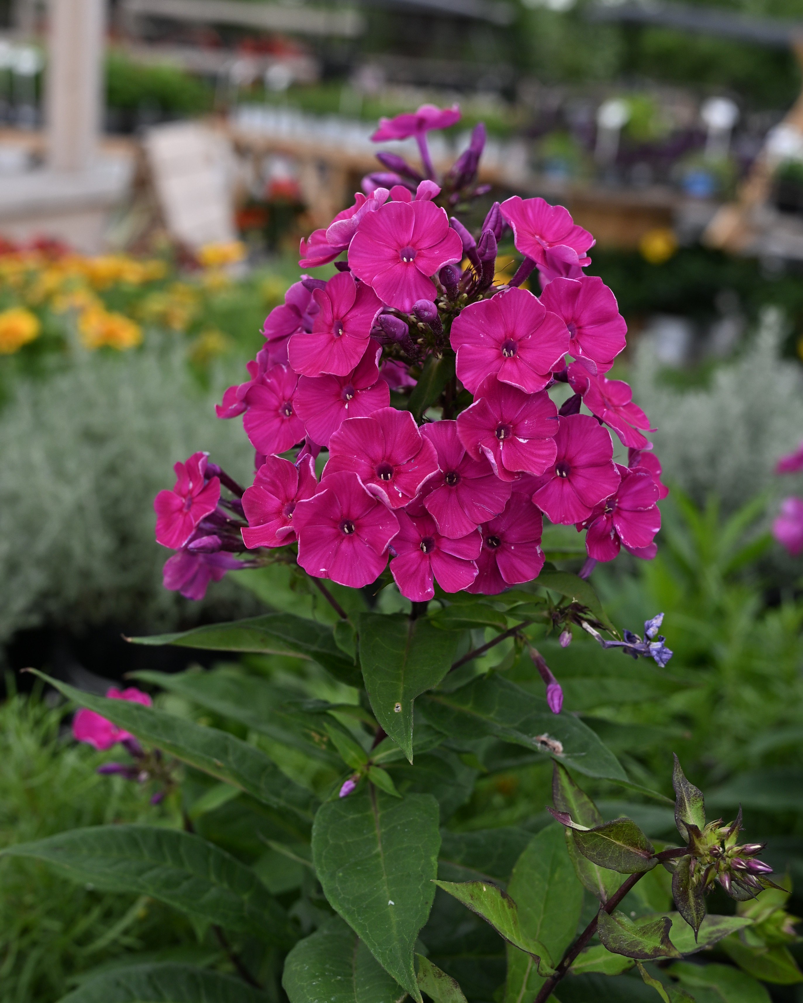 Super Ka-Pow Fuchsia Phlox | Order Online | Treeland Nursery
