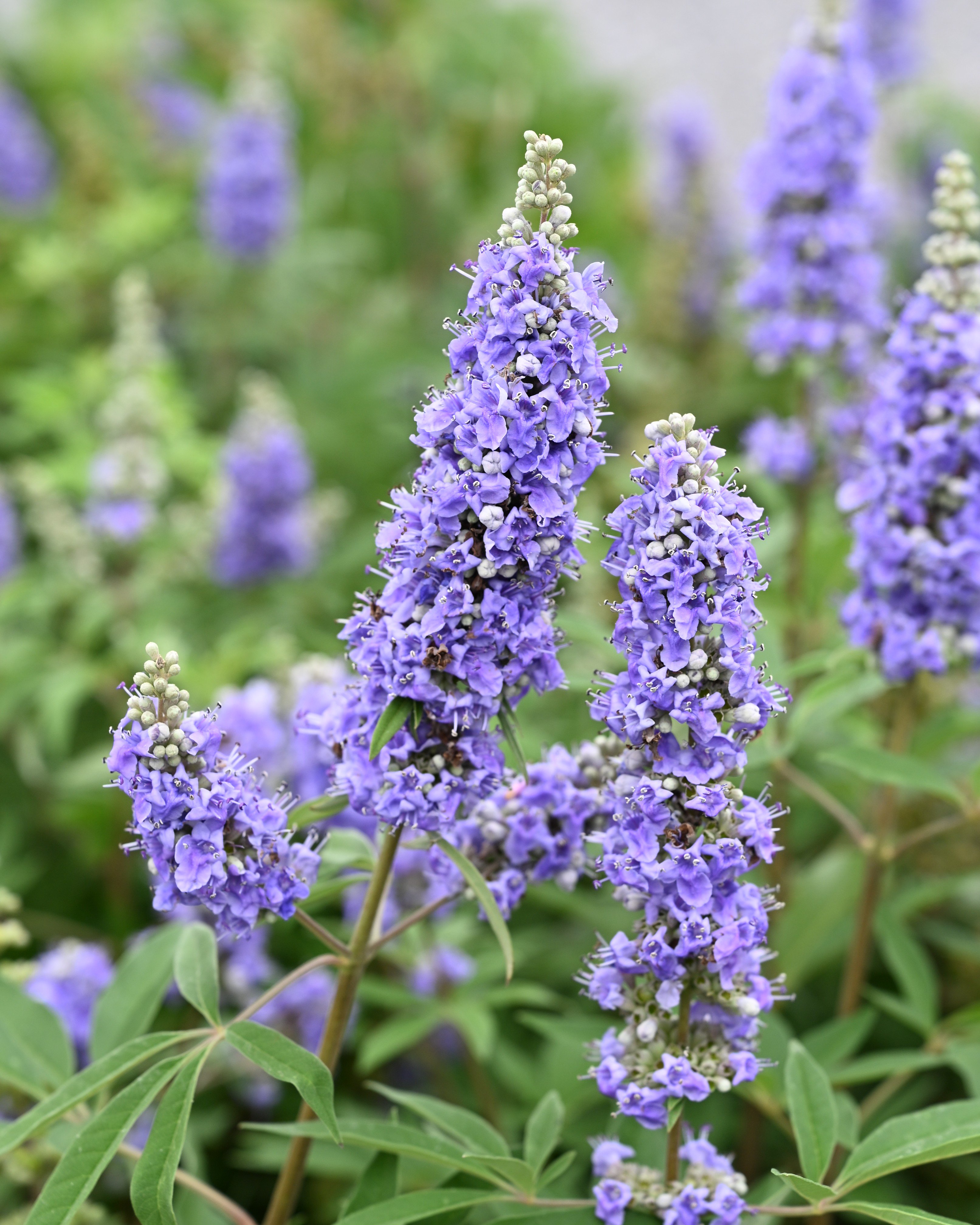 Vitex Shoal Creek | Order Online | Treeland Nursery