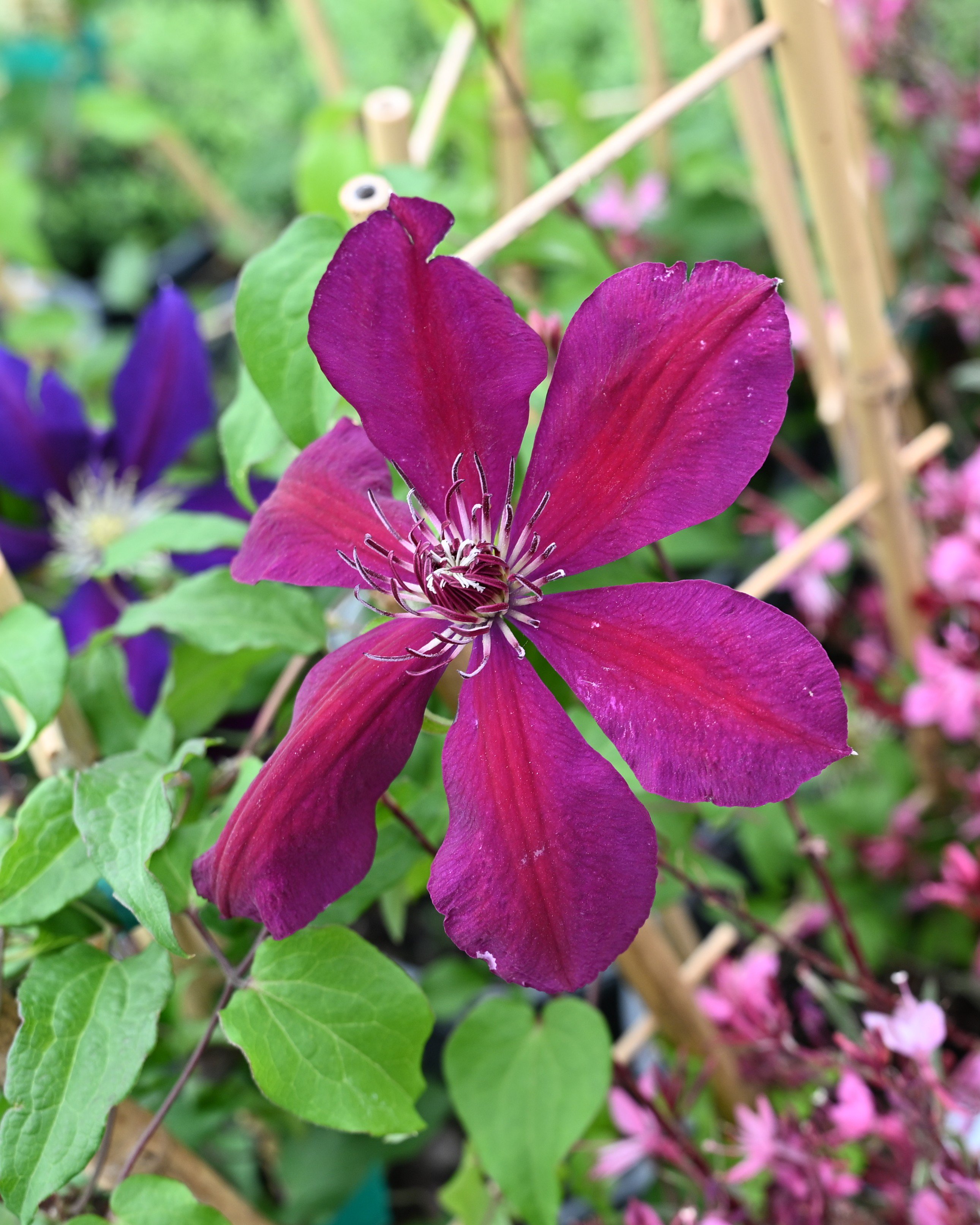Snow Drift Clematis | Order Online | Treeland Nursery