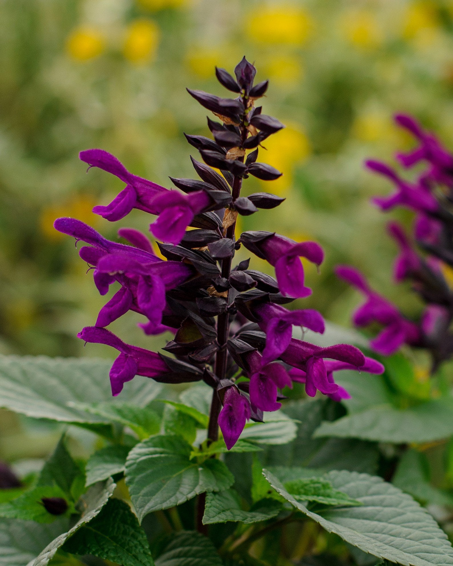 Rockin' Deep Purple Salvia | Order Online | Treeland Nursery
