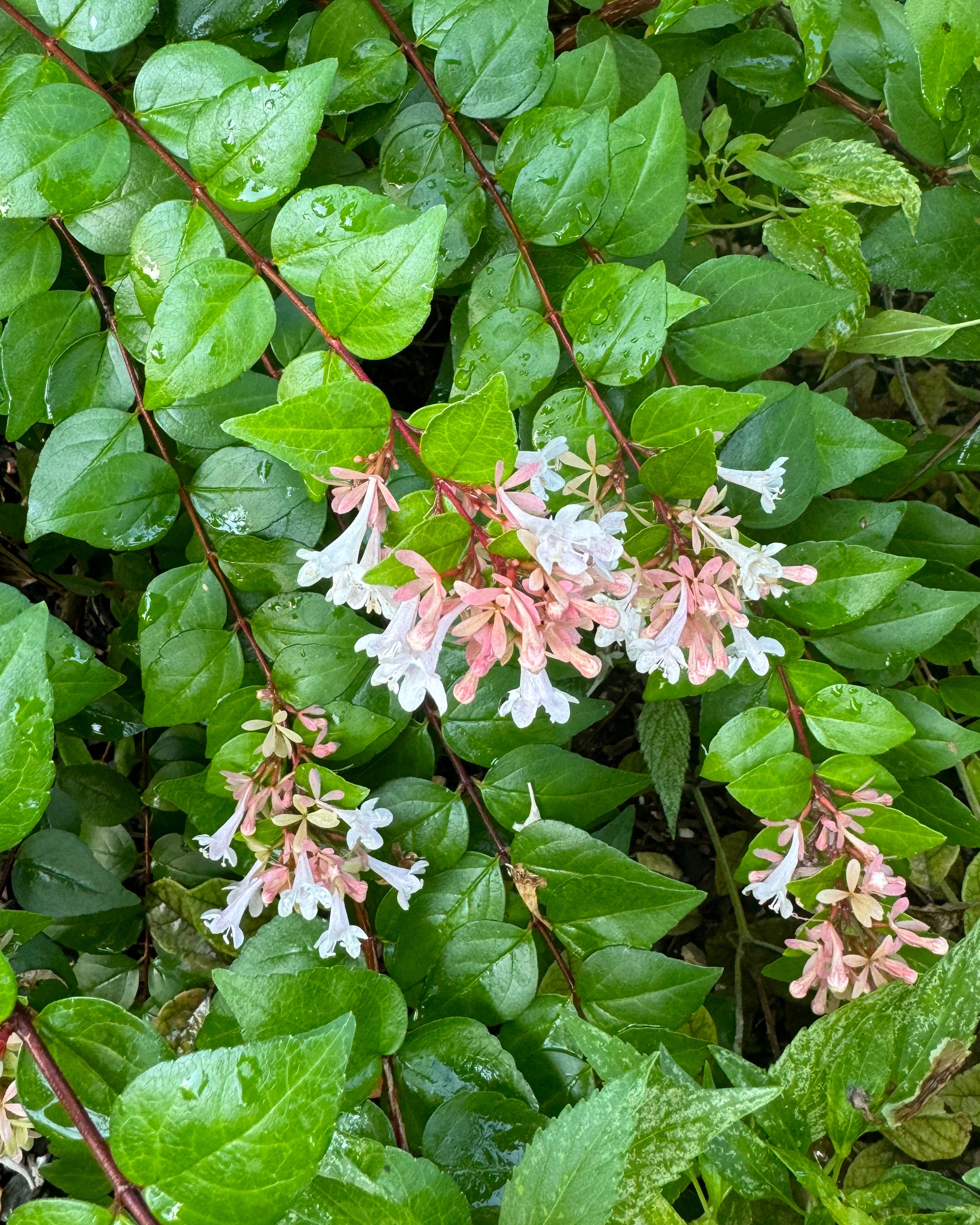 Edward Goucher Abelia | Order Online | Treeland Nursery