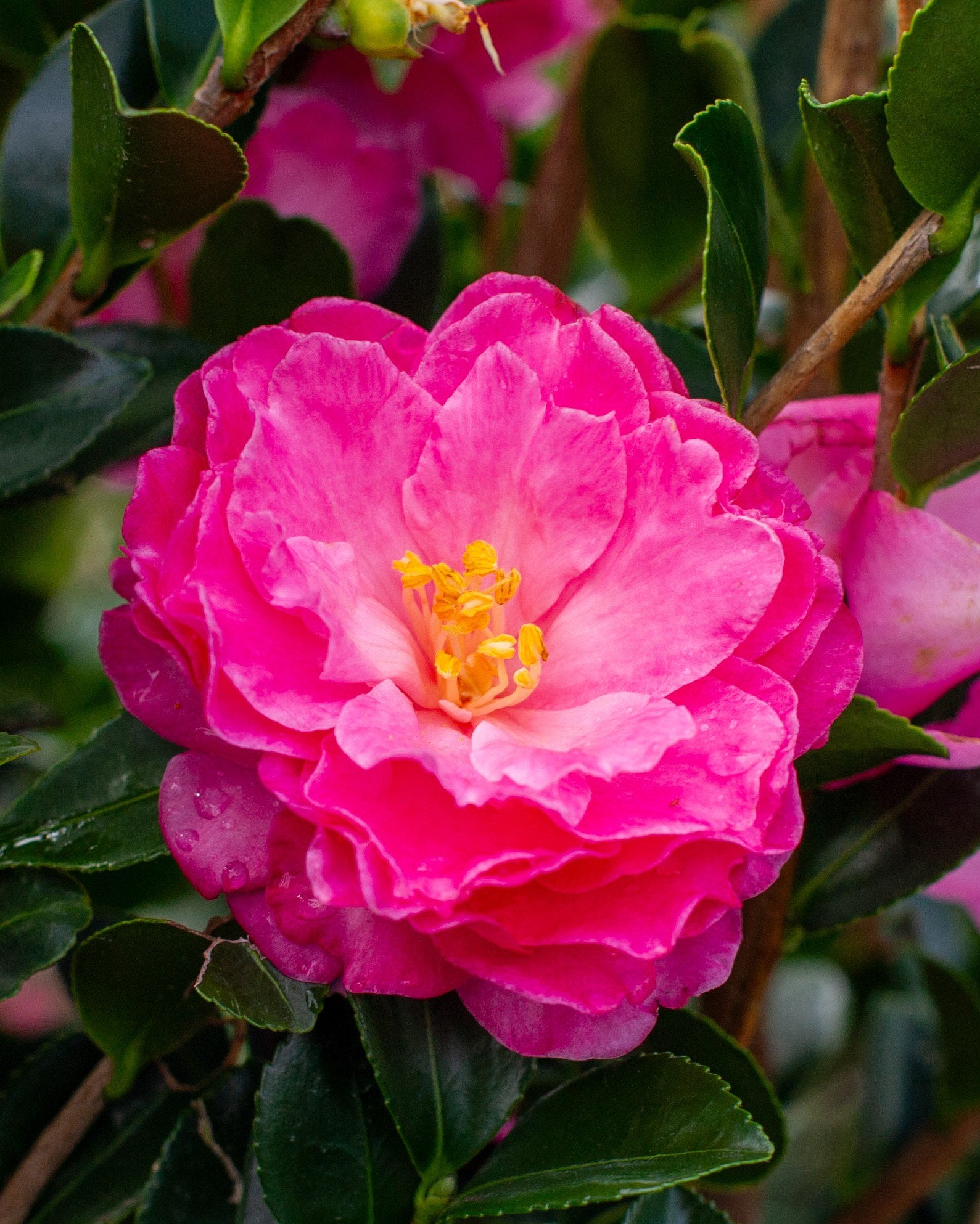 Rose of Autumn Camellia | Order Online | Treeland Nursery