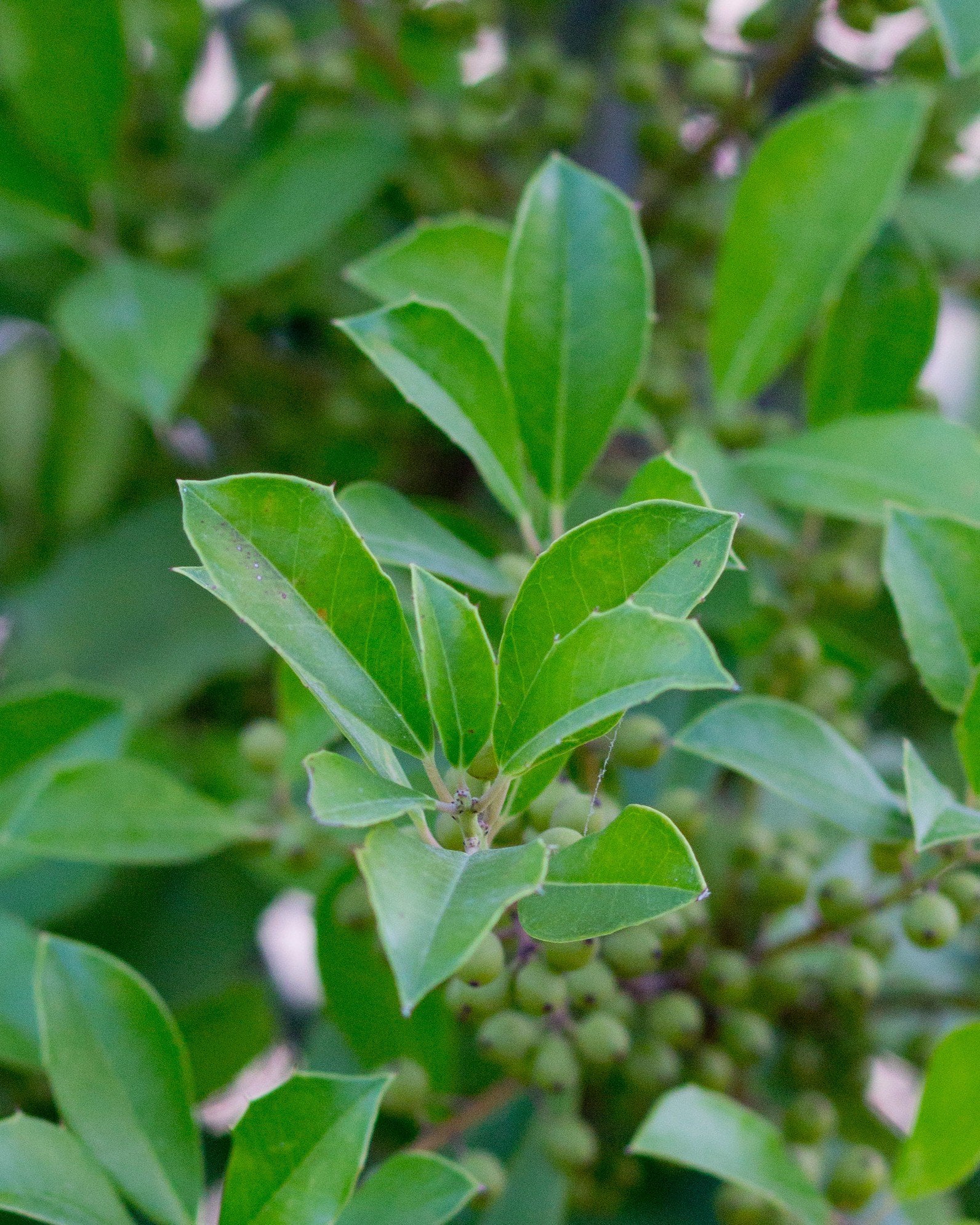 Savannah Holly Full to Ground | Order Online | Treeland Nursery