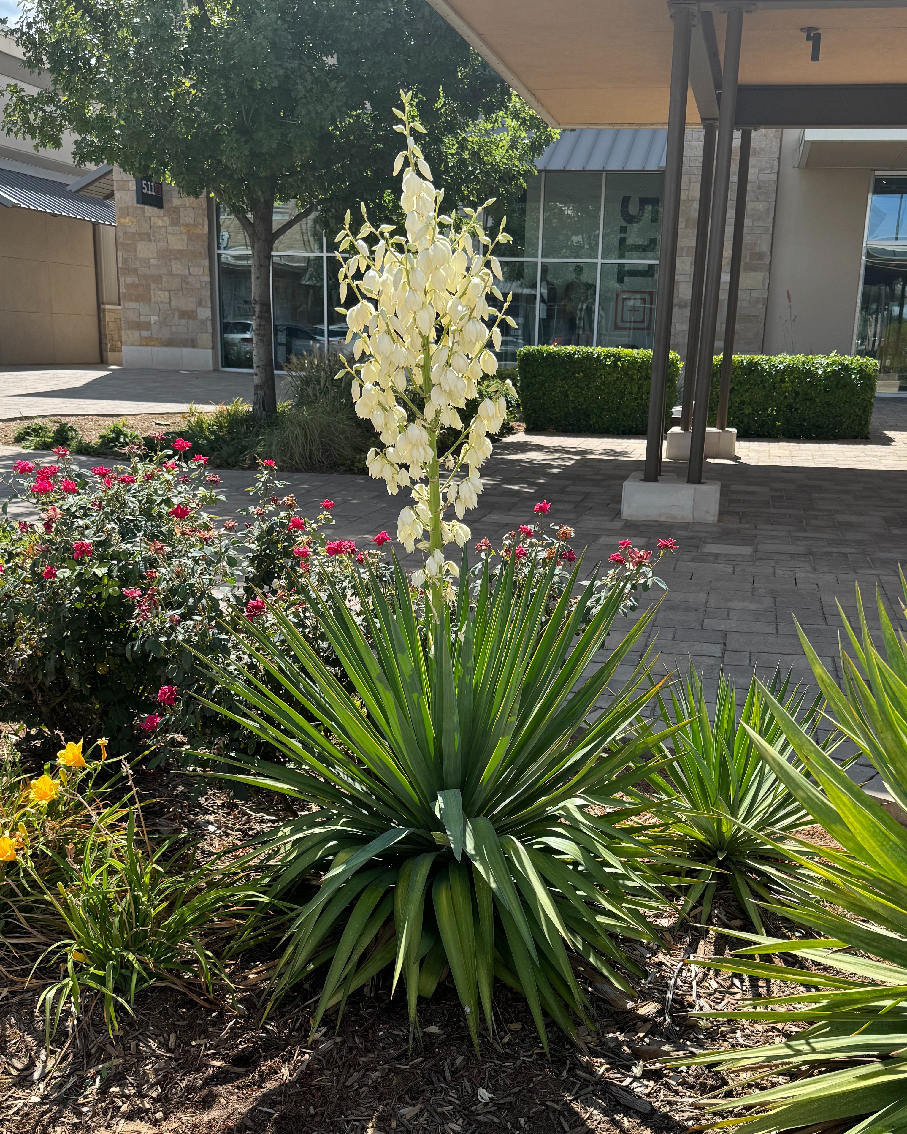 Spanish Dagger Yucca | Order Online | Treeland Nursery