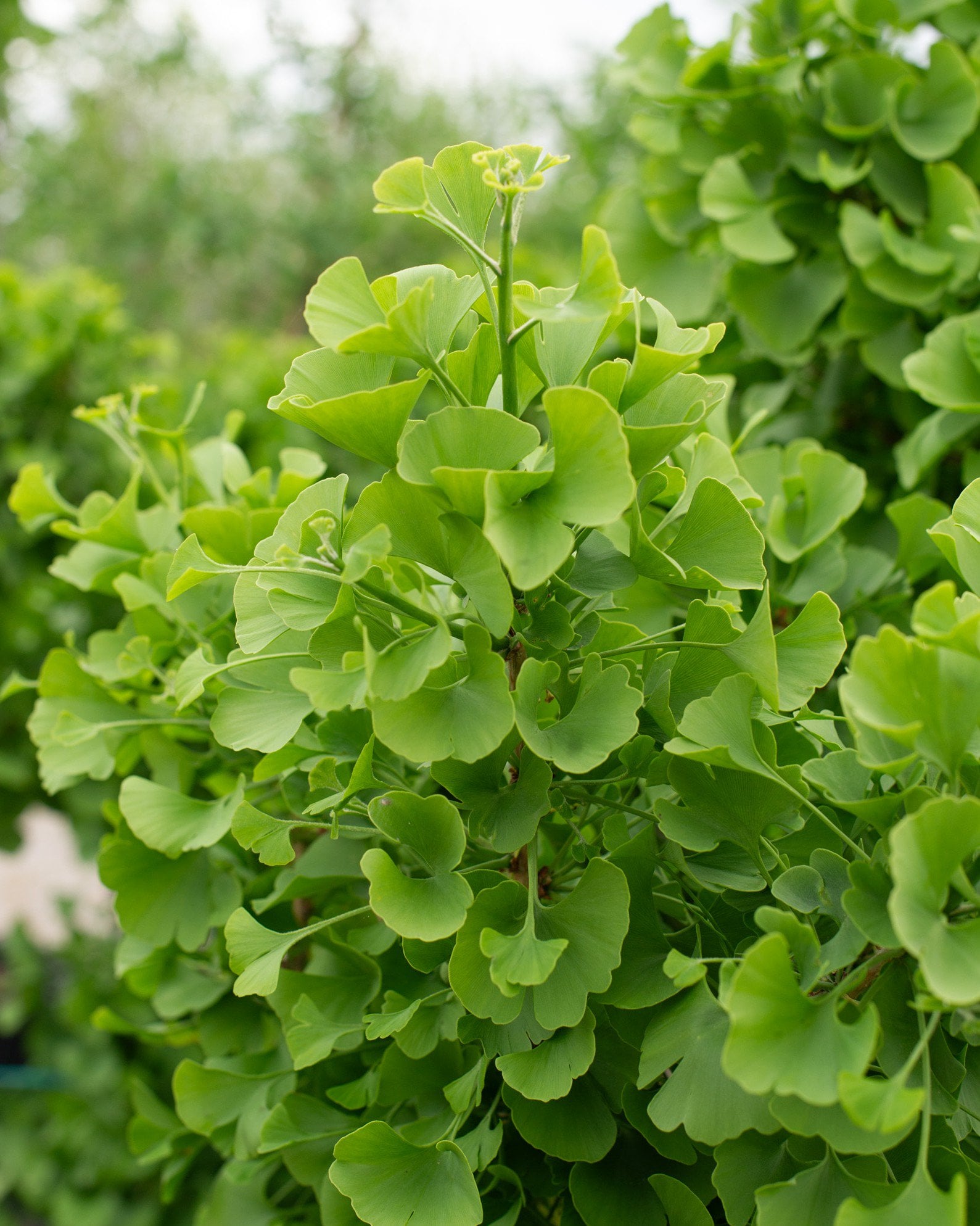 Spring Grove Ginkgo | Treeland Nursery