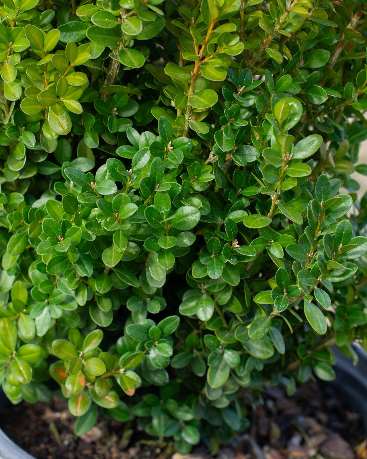 sprinter-boxwood-glossy-green-