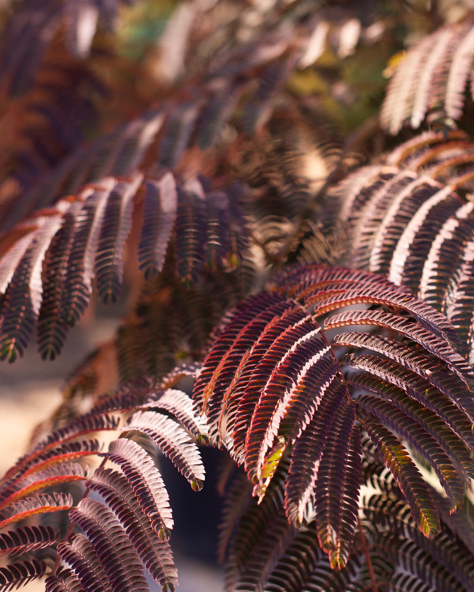 Summer Chocolate Mimosa | Order Online | Treeland Nursery