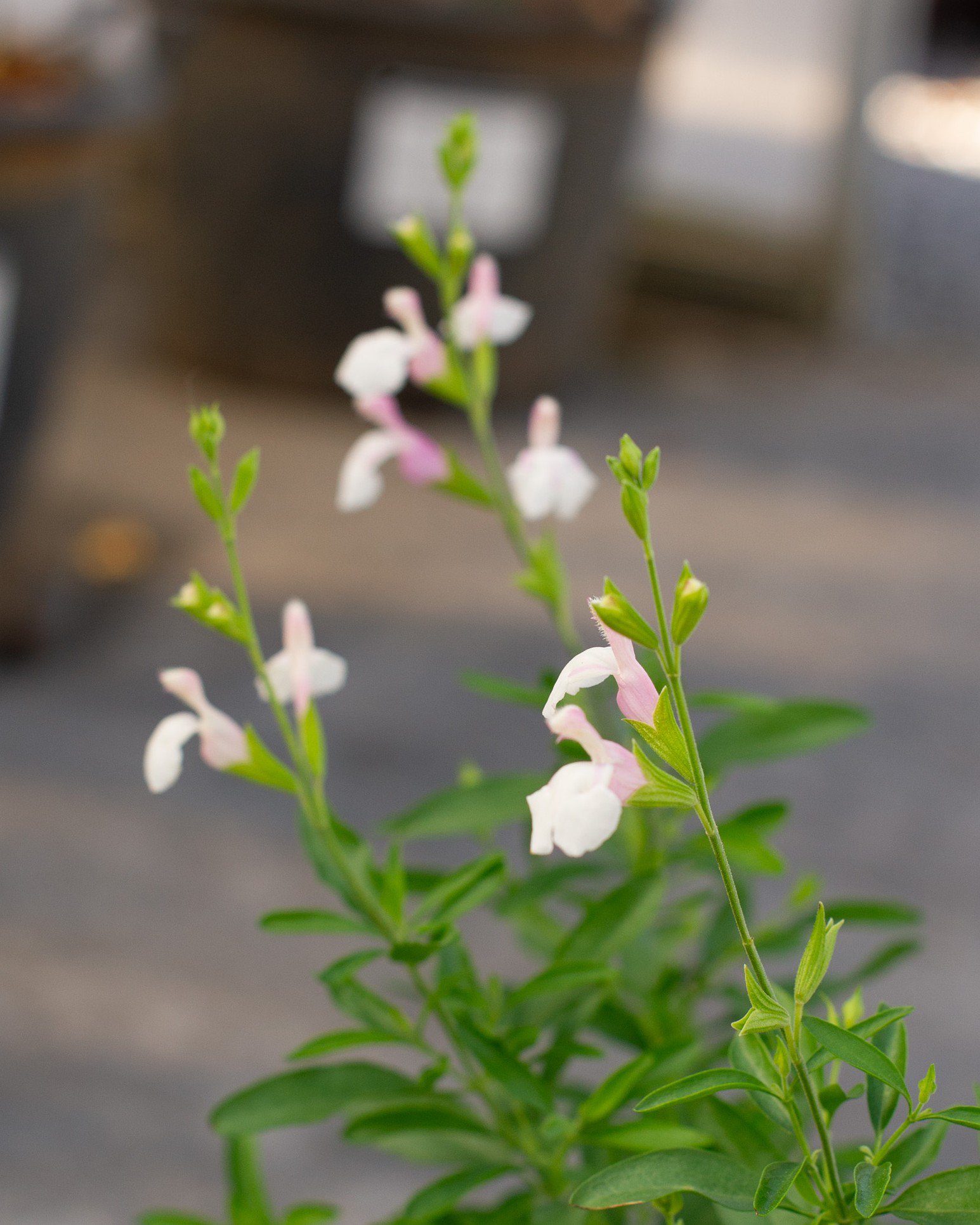 Teresa Salvia Greggii | Order Online | Treeland Nursery