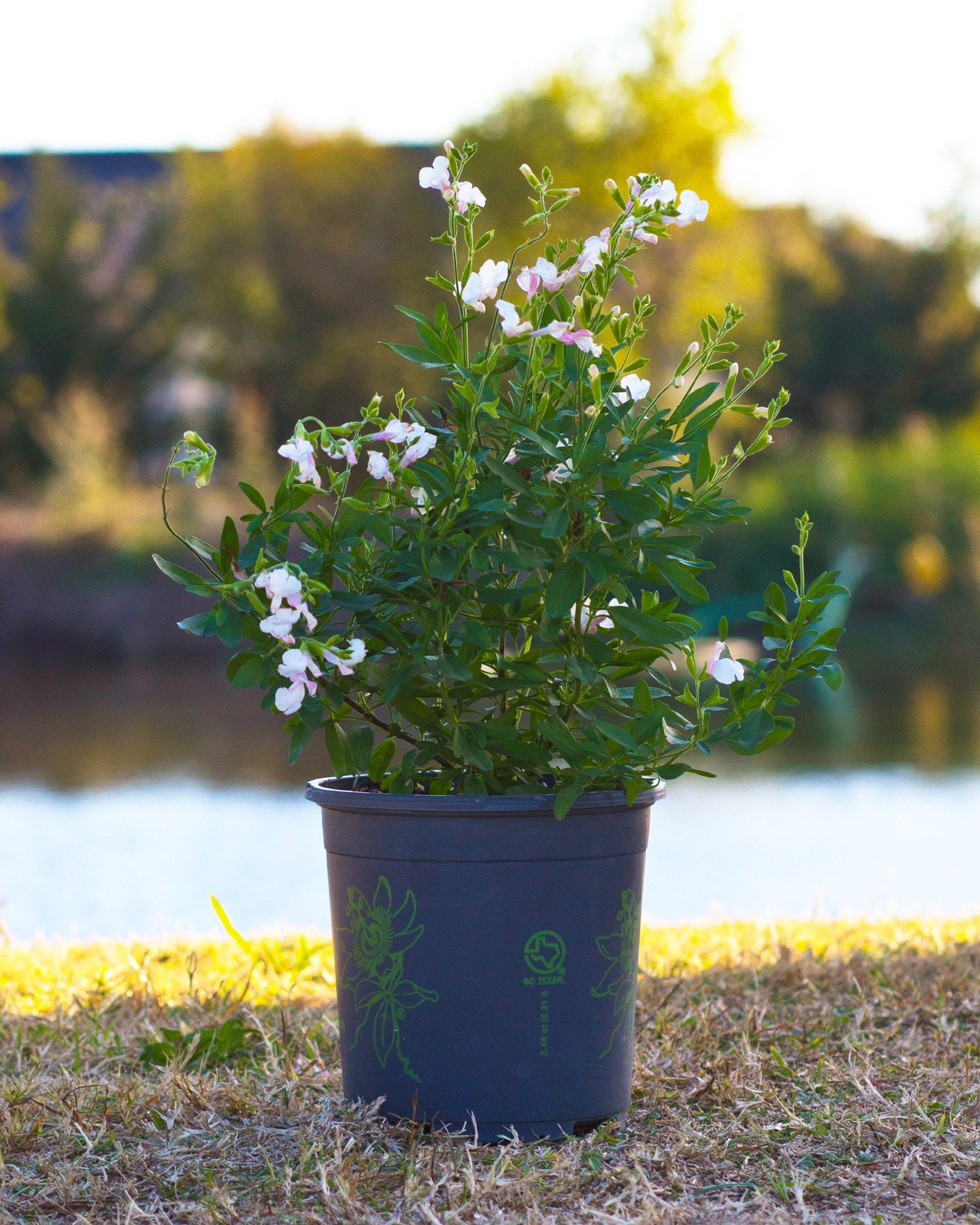 Teresa Salvia Greggii | Order Online | Treeland Nursery