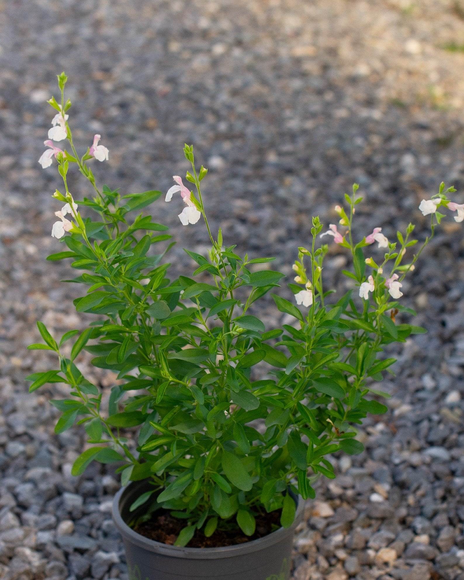 Teresa Salvia Greggii | Order Online | Treeland Nursery