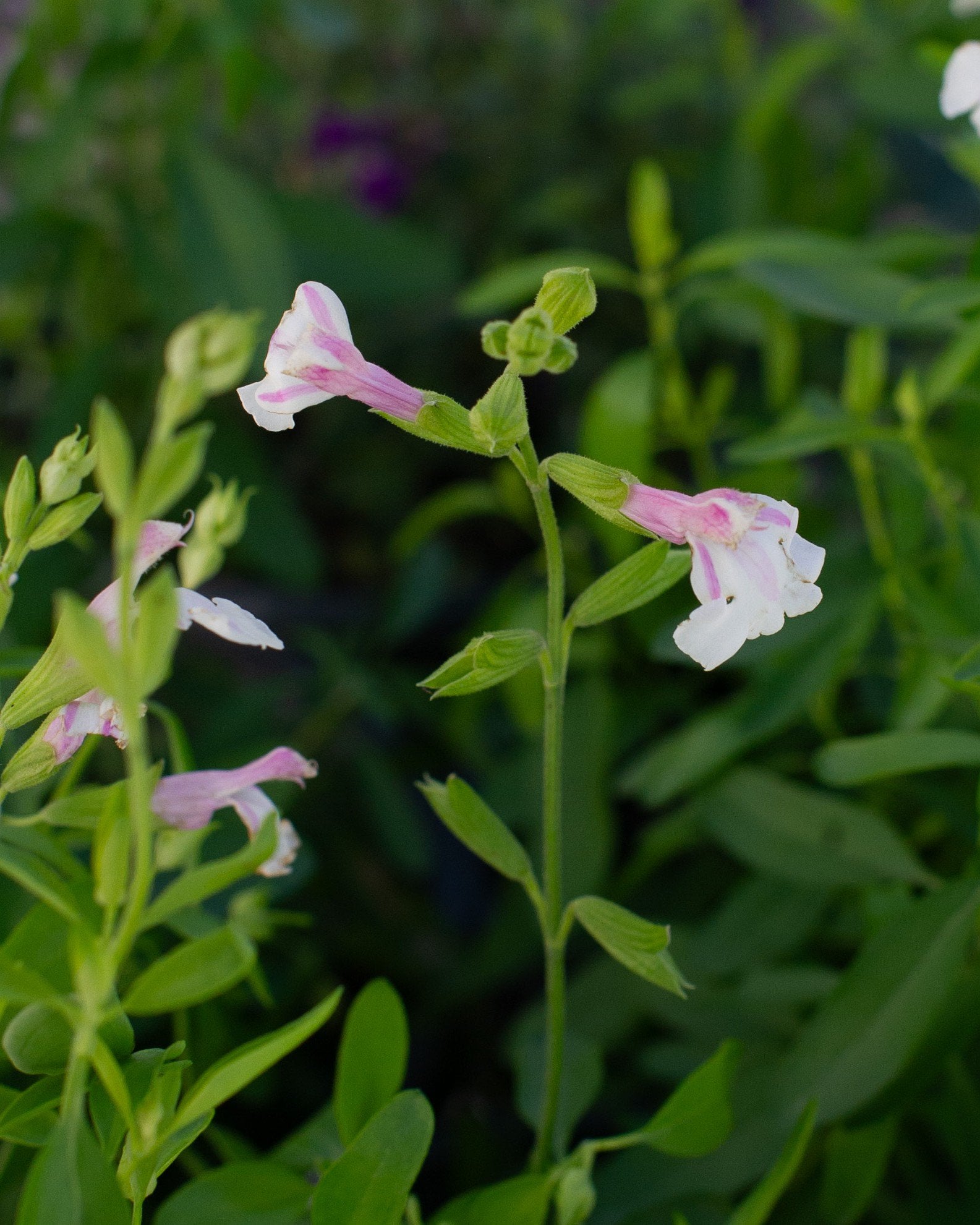 Teresa Salvia Greggii | Order Online | Treeland Nursery